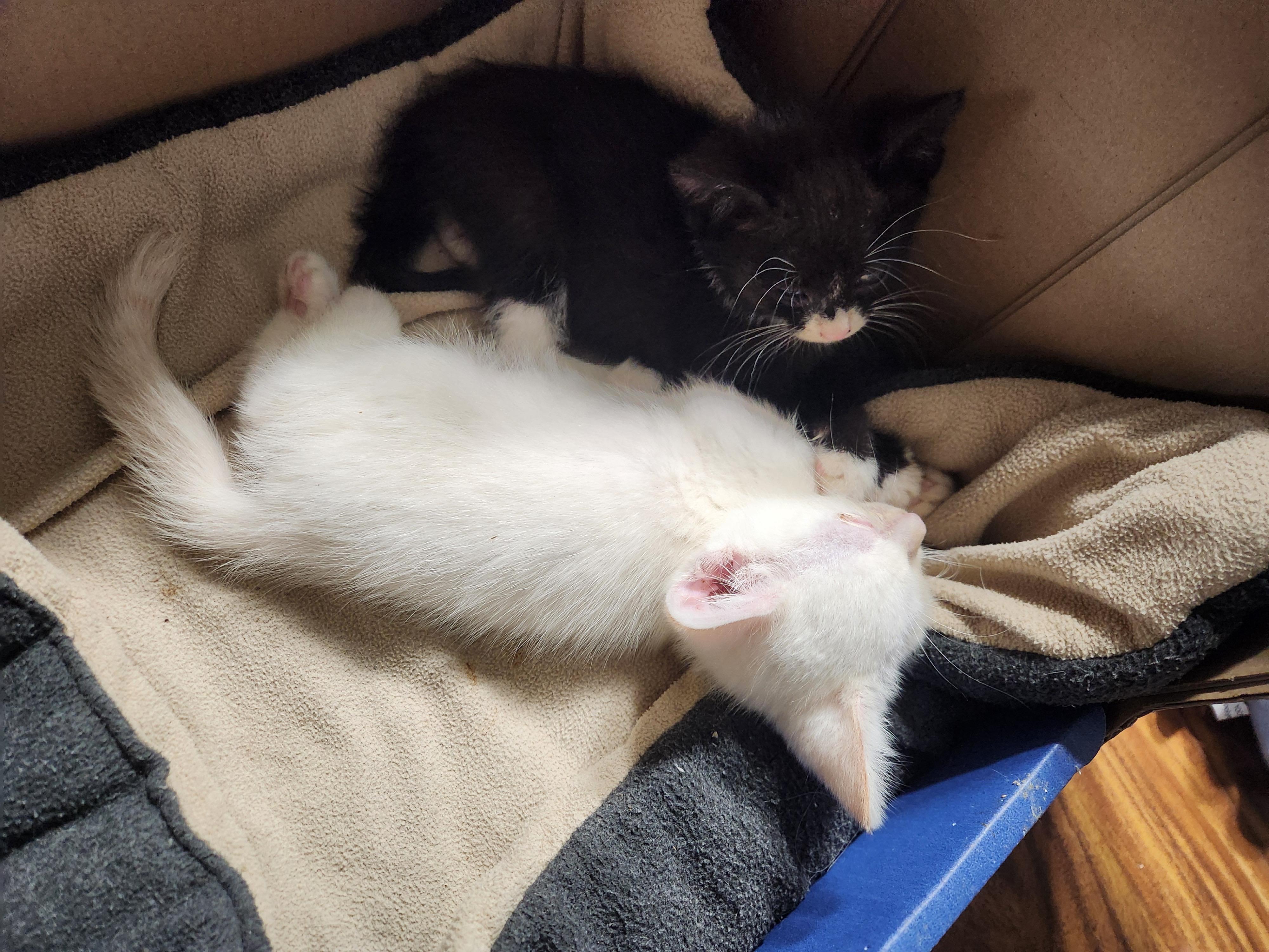 Enlarge Coca-Cola - Must be adopted with a sibling, an adopted Domestic Short Hair in Hillsboro, OR image 2/4