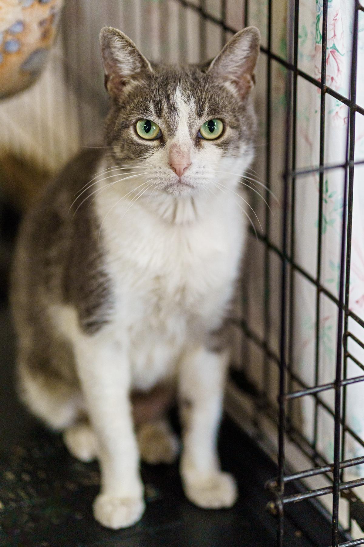 Enlarge Pepper, a Adoptable American Shorthair in Marble Falls, TX image 2/2