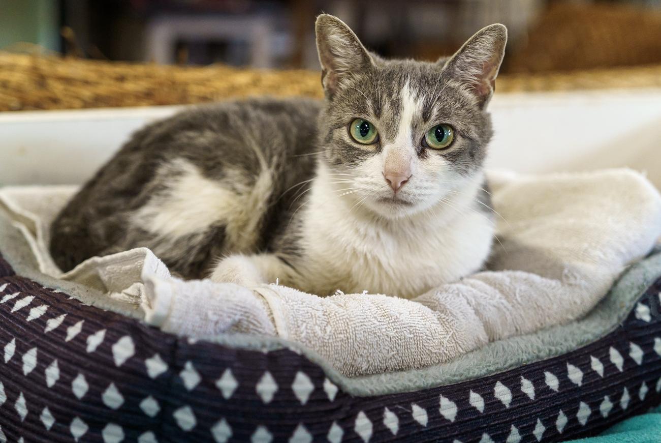 Pepper, Adoptable, Adult Female American Shorthair.