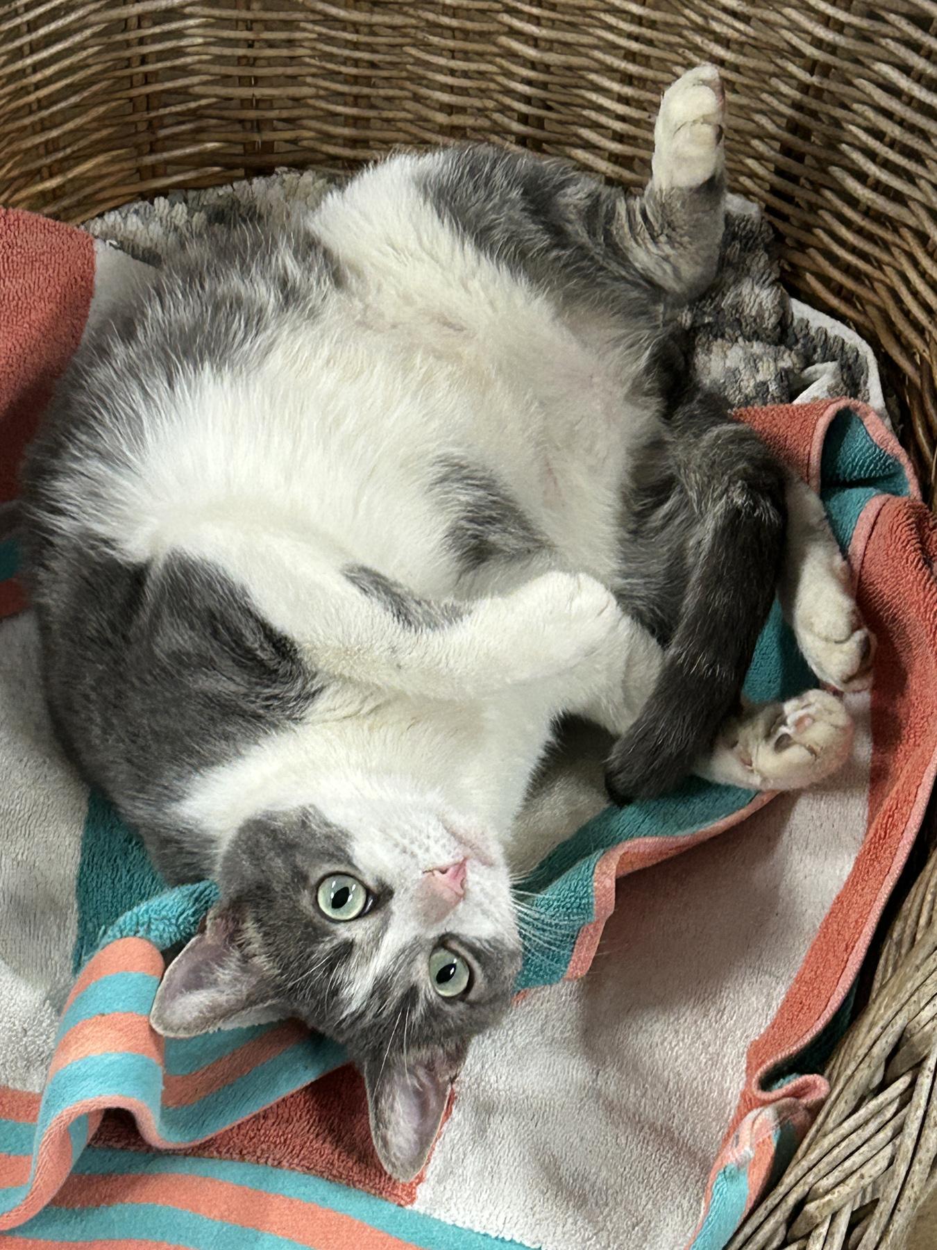 Pepper, Adoptable, Adult Female American Shorthair.