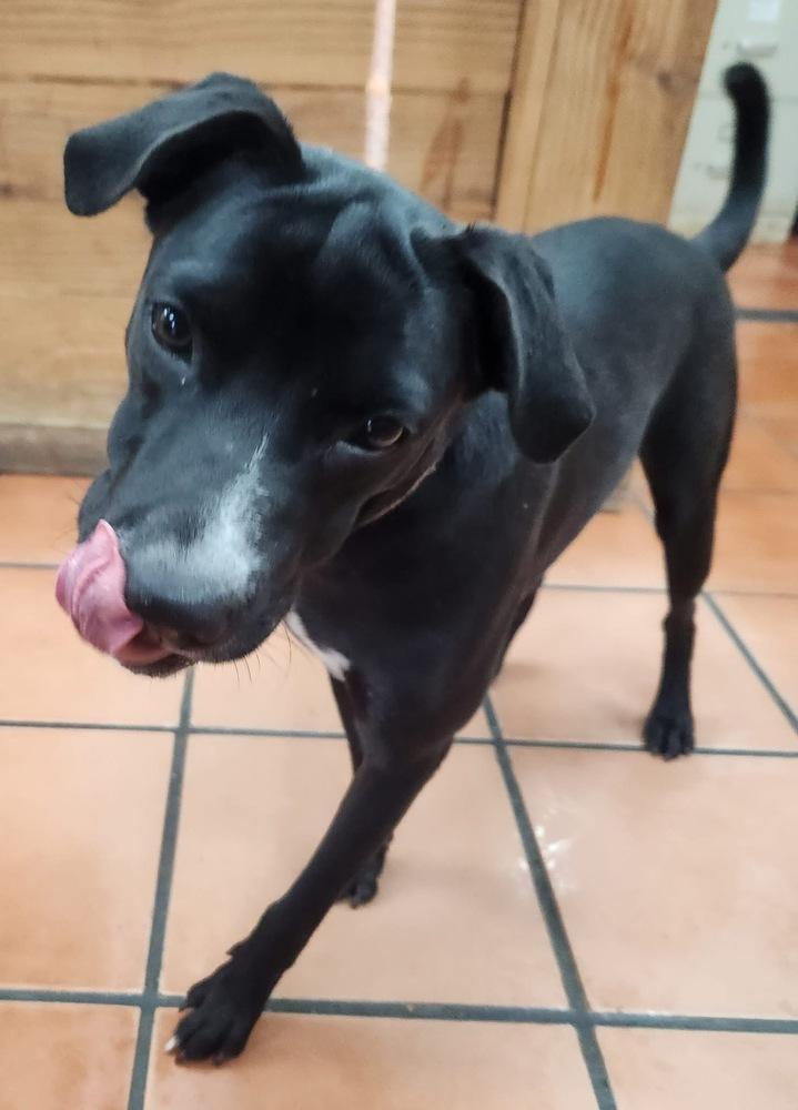 Dutchess, Adoptable, Young Female Labrador Retriever & Mixed Breed.