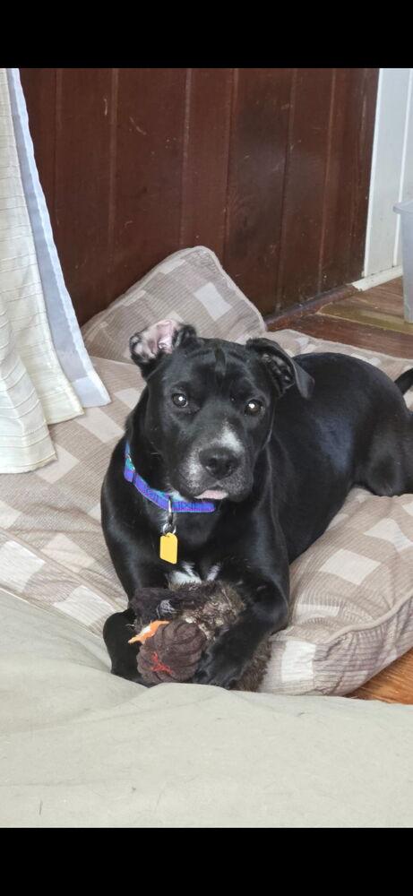 Enlarge Dutchess, a Adoptable mixed breed in Jackson, GA image 2/4