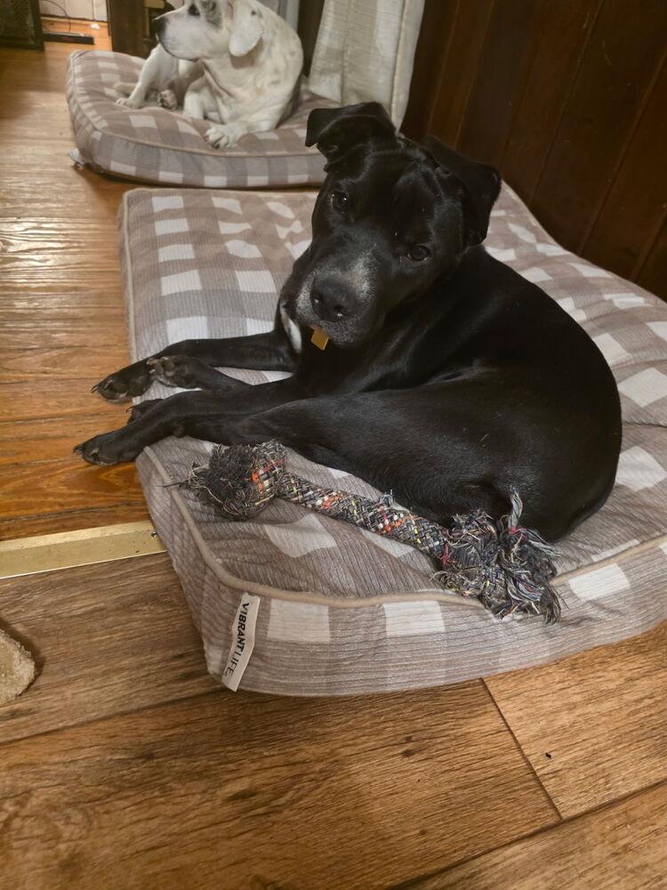 Enlarge Dutchess, a Adoptable mixed breed in Jackson, GA image 3/4