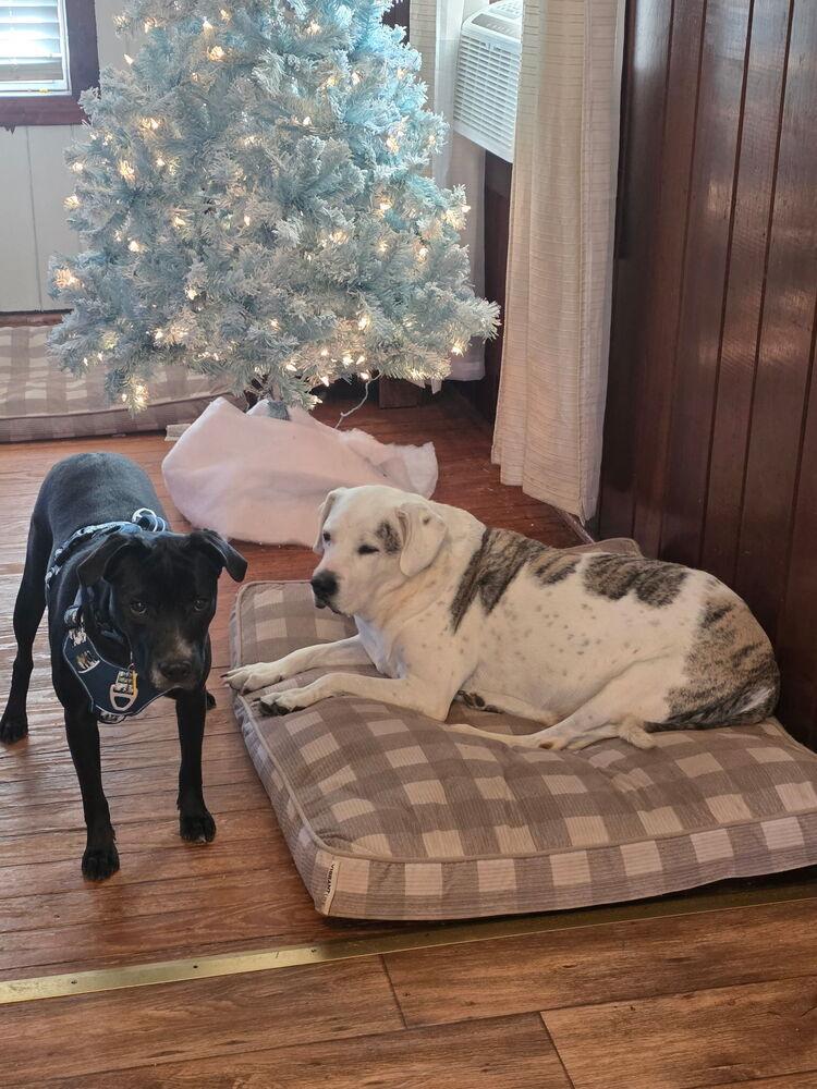 Enlarge Dutchess, a Adoptable mixed breed in Jackson, GA image 4/4