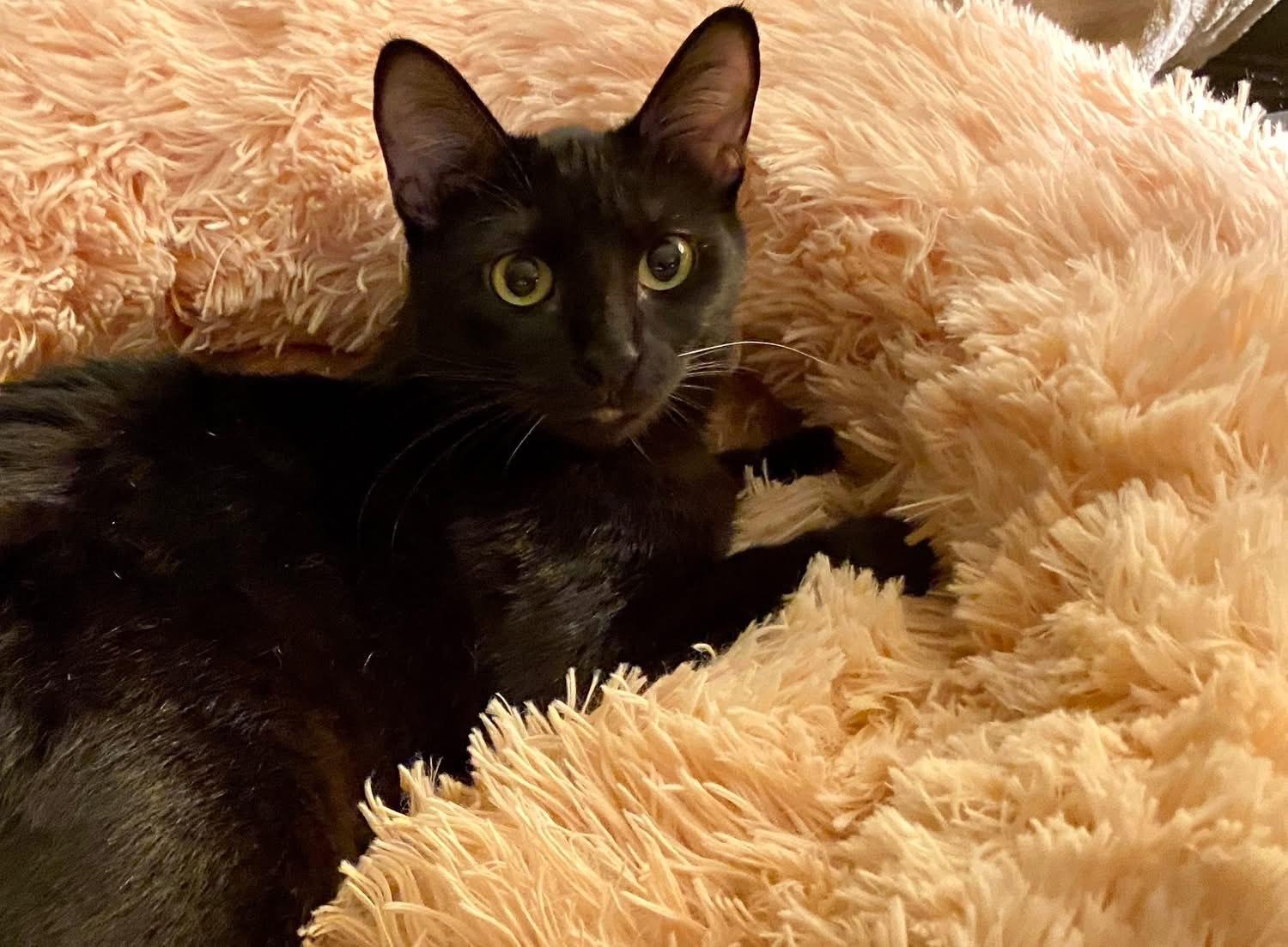 Enlarge Thelma & Louise, a ADOPTABLE mixed breed in Hermosa Beach, CA image 6/6