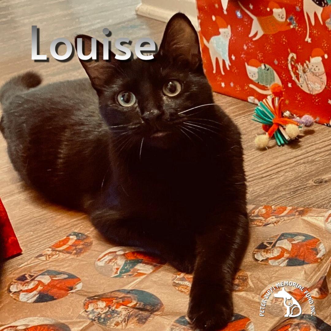 Enlarge Thelma & Louise, a ADOPTABLE mixed breed in Hermosa Beach, CA image 3/6