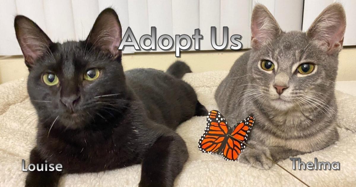 Thelma & Louise, ADOPTABLE, Young Female Domestic Short Hair & Tabby.