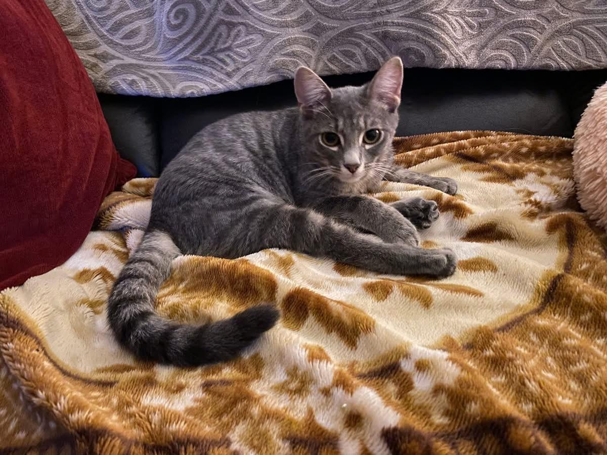 Enlarge Thelma & Louise, a ADOPTABLE mixed breed in Hermosa Beach, CA image 5/6