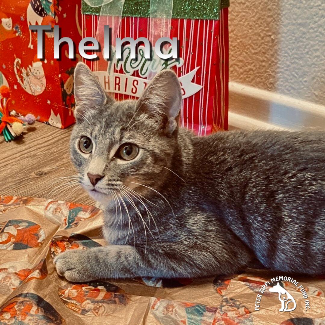 Enlarge Thelma & Louise, a ADOPTABLE mixed breed in Hermosa Beach, CA image 2/6