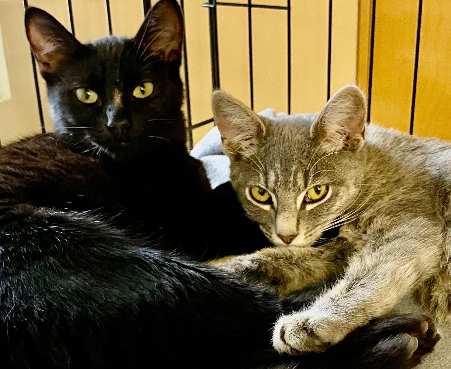 Enlarge Thelma & Louise, a ADOPTABLE mixed breed in Hermosa Beach, CA image 4/6