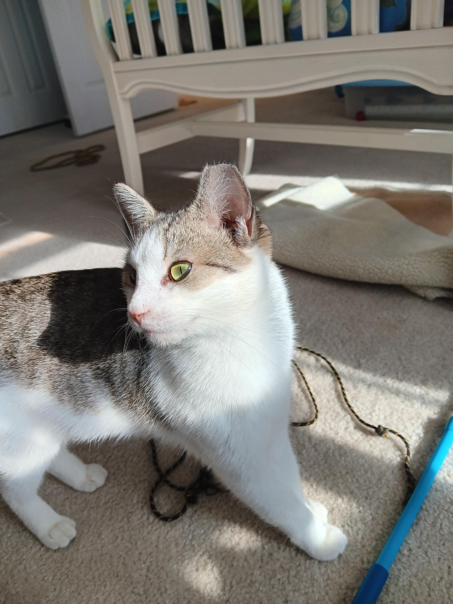 Enlarge STEVIE, a Adoptable Domestic Short Hair in KENTON, DE image 3/6