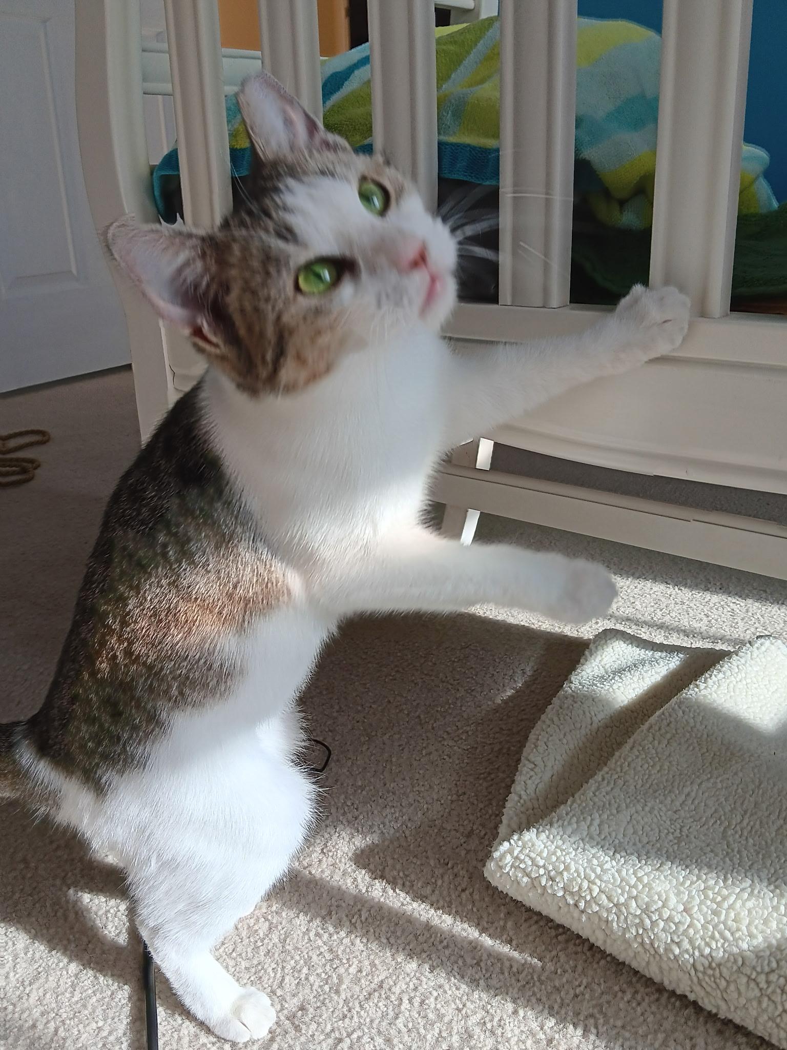 Enlarge STEVIE, a Adoptable Domestic Short Hair in KENTON, DE image 2/6