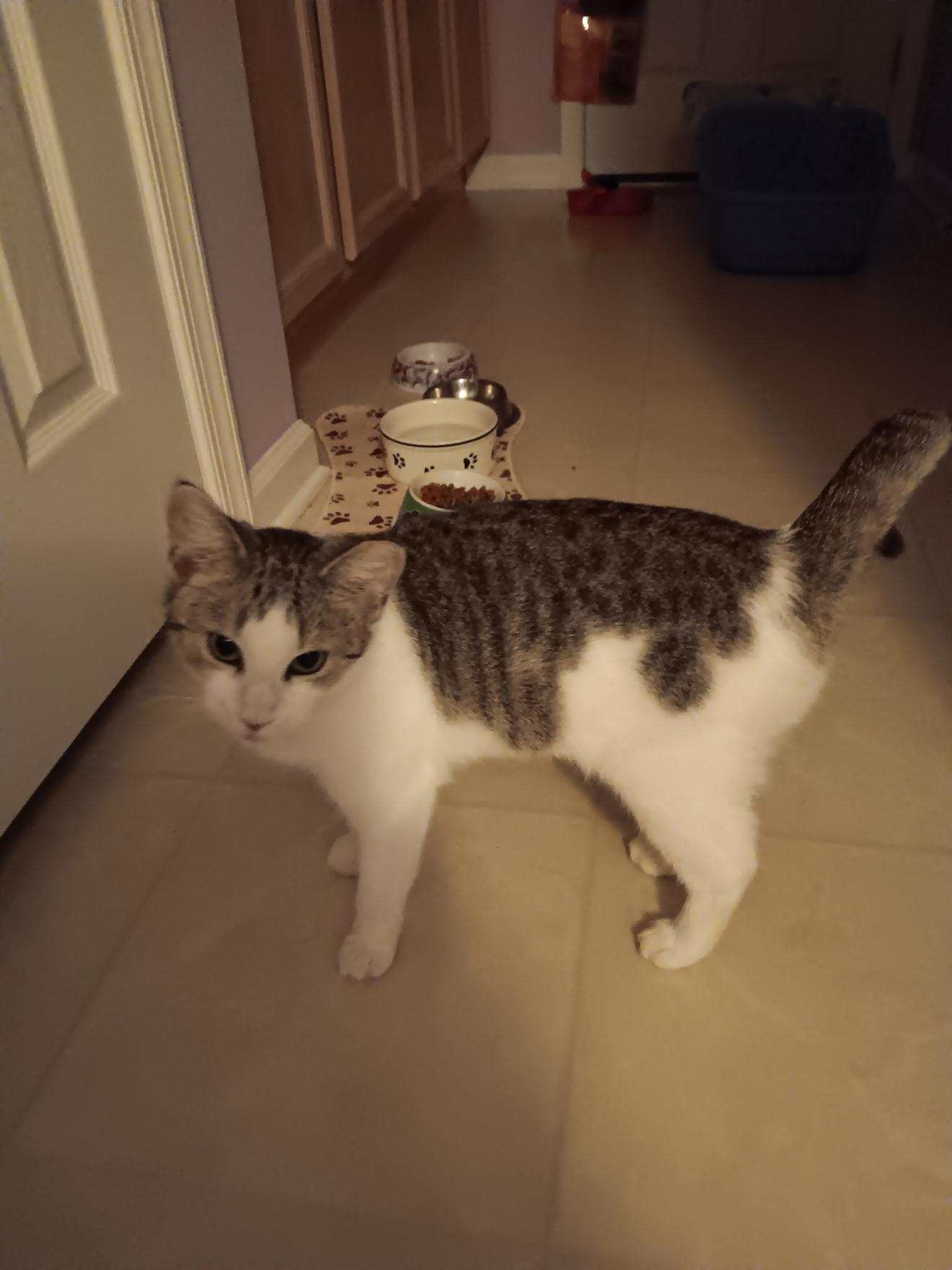 Enlarge STEVIE, a Adoptable Domestic Short Hair in KENTON, DE image 4/6