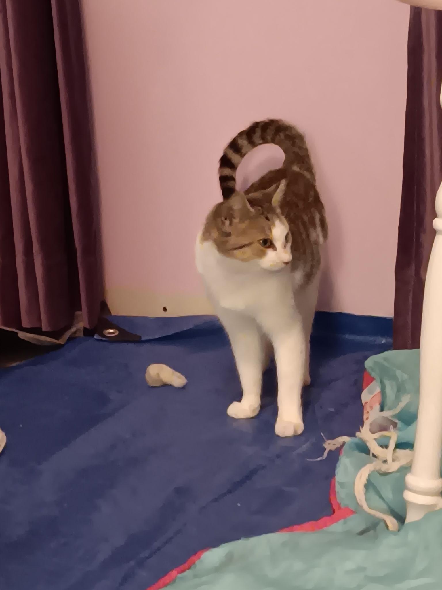 Enlarge STEVIE, a Adoptable Domestic Short Hair in KENTON, DE image 5/6