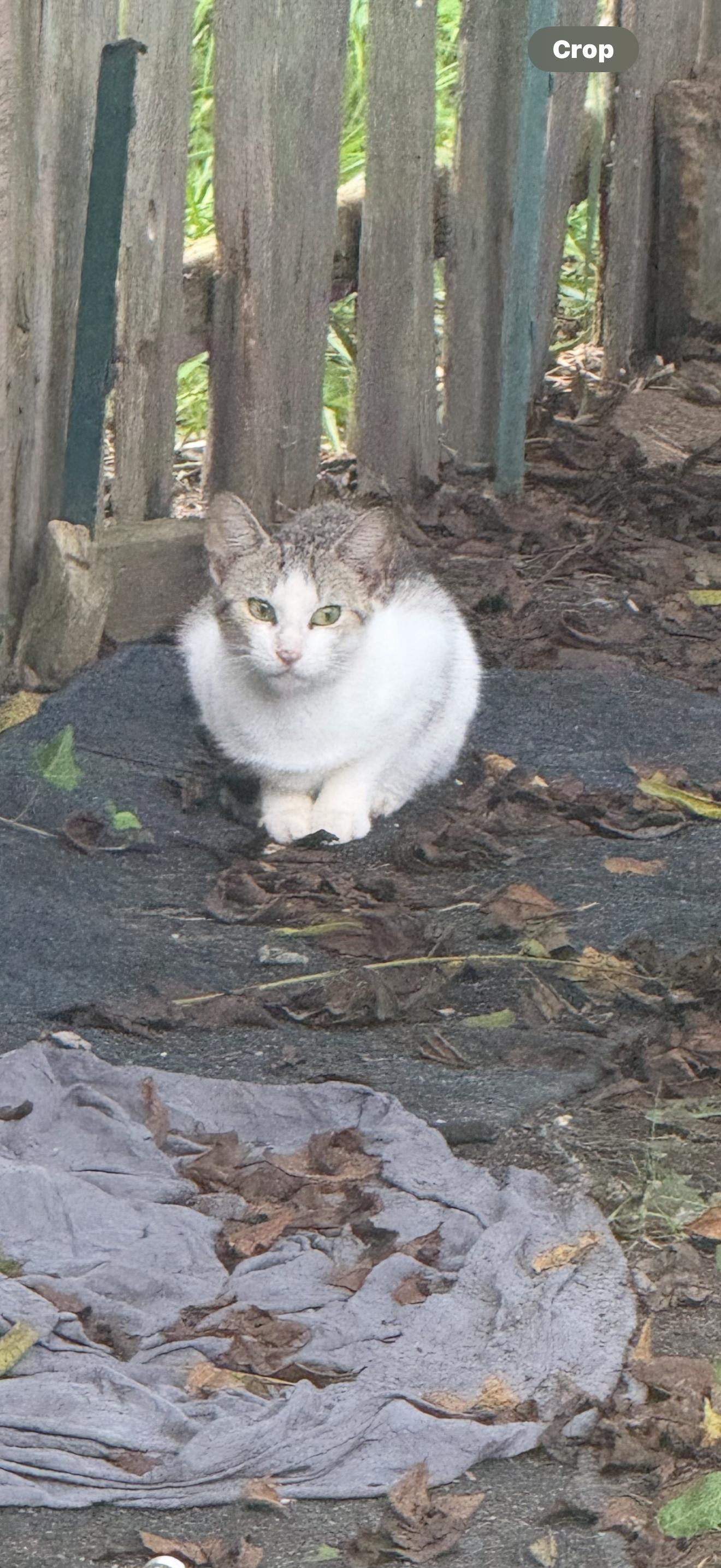 Enlarge STEVIE, a Adoptable Domestic Short Hair in KENTON, DE image 6/6