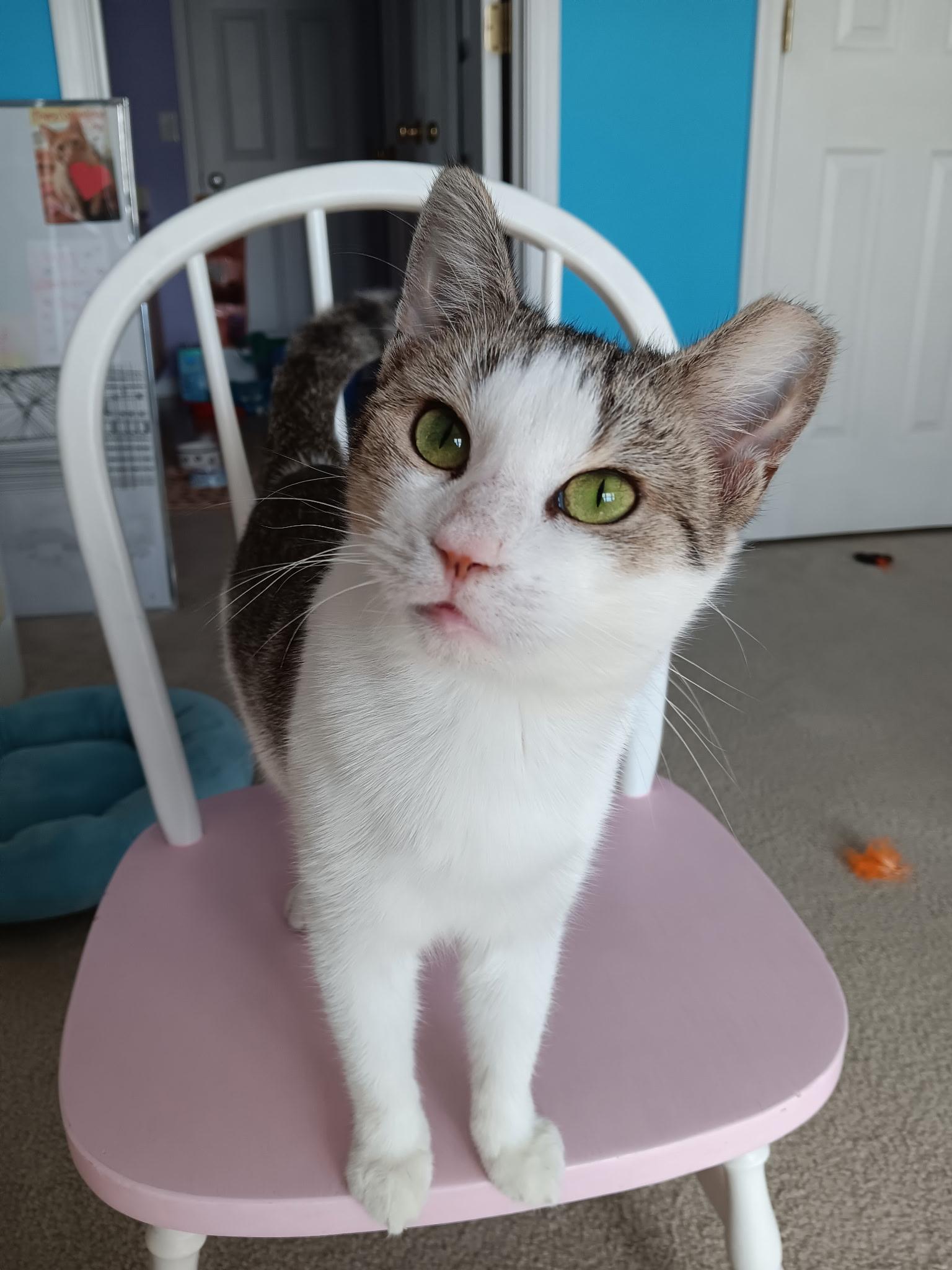 STEVIE, Adoptable, Young Female Domestic Short Hair.