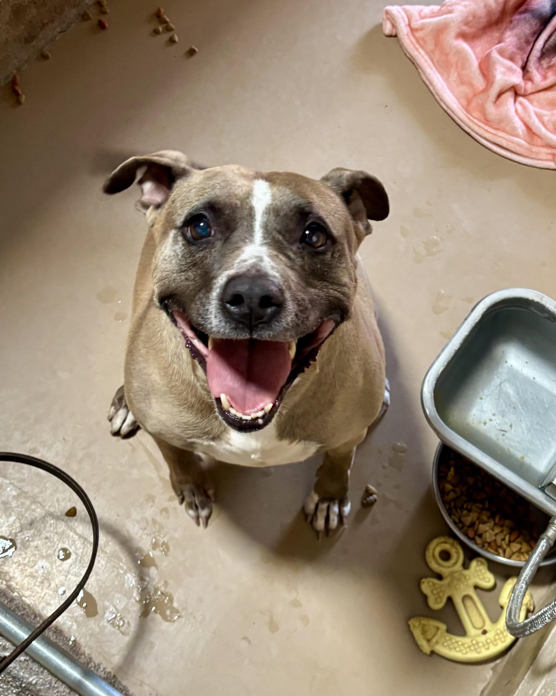 Enlarge Holly, a Adoptable mixed breed in Sierra Vista, AZ image 1/2