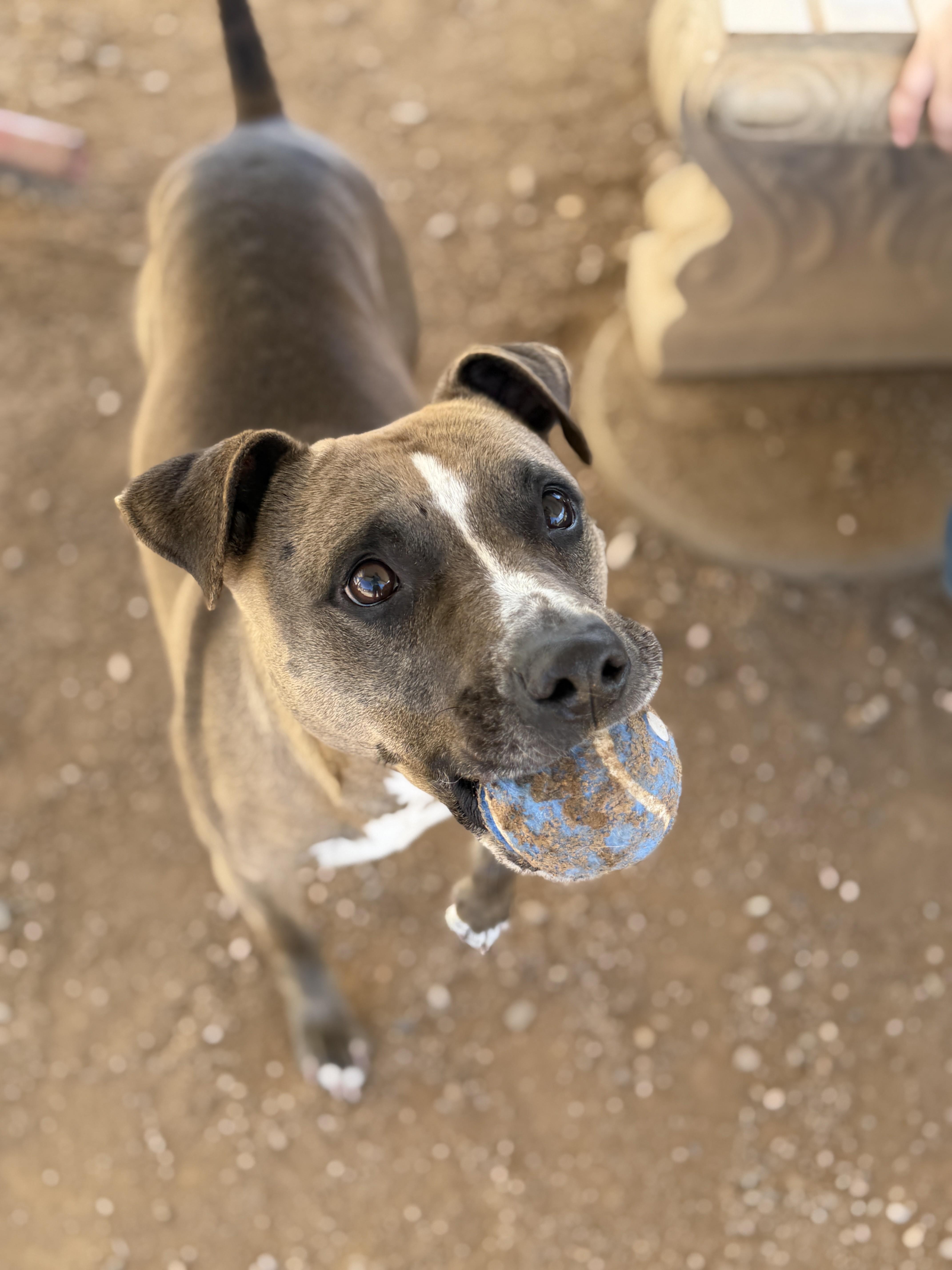 Enlarge Holly, a Adoptable mixed breed in Sierra Vista, AZ image 4/5