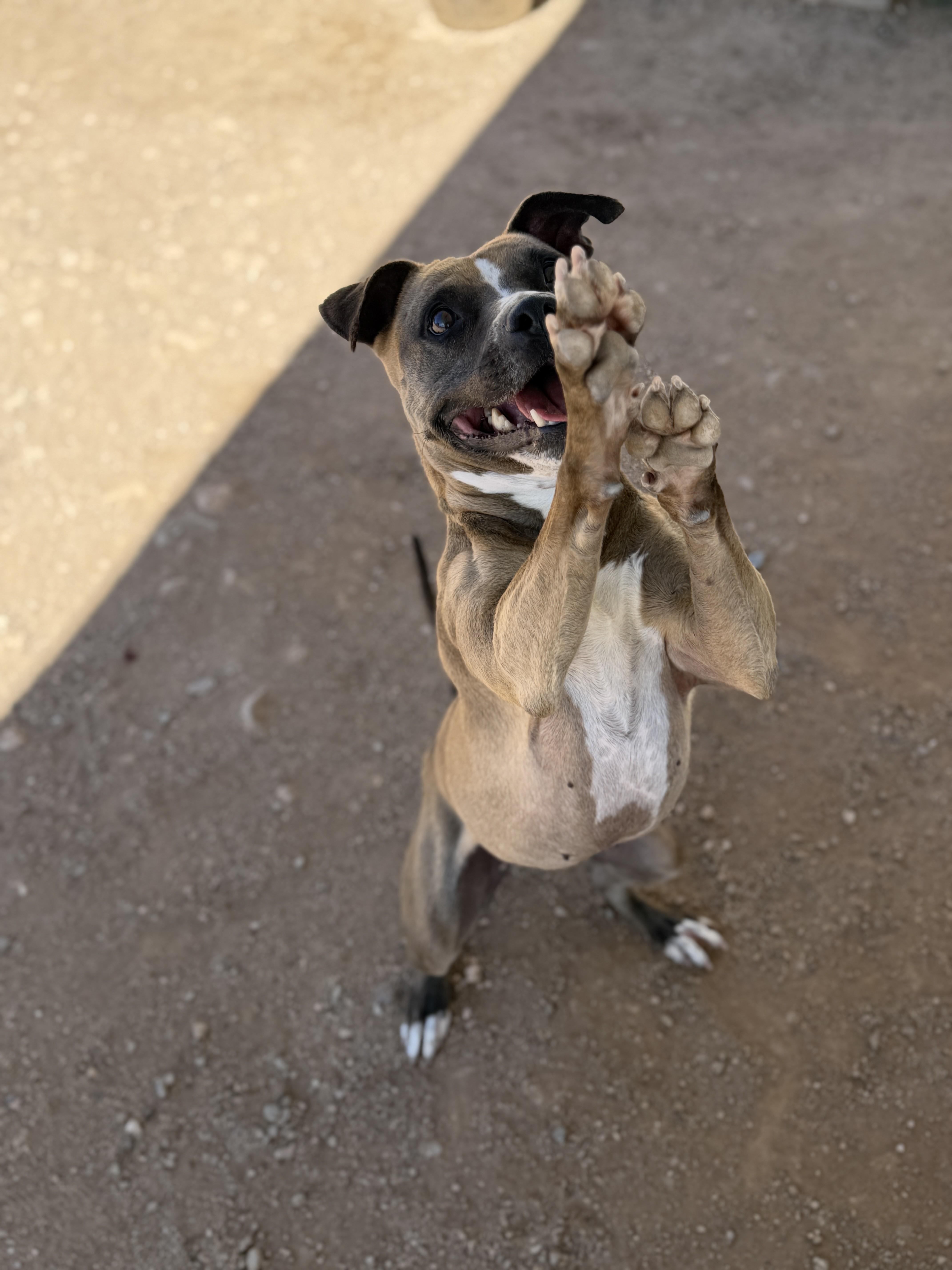 Enlarge Holly, a Adoptable mixed breed in Sierra Vista, AZ image 5/5