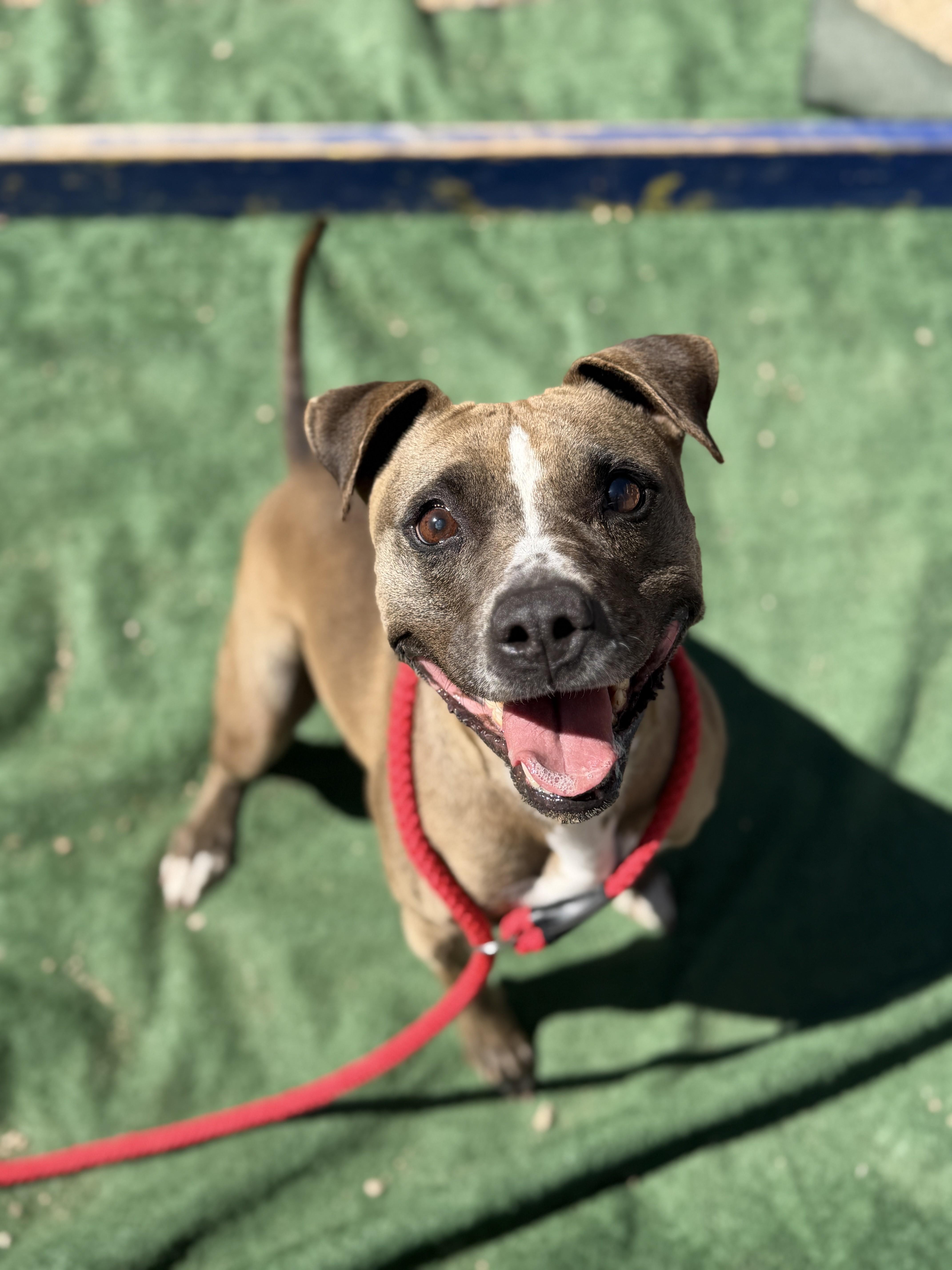 Holly, Adoptable, Adult Female American Bulldog.