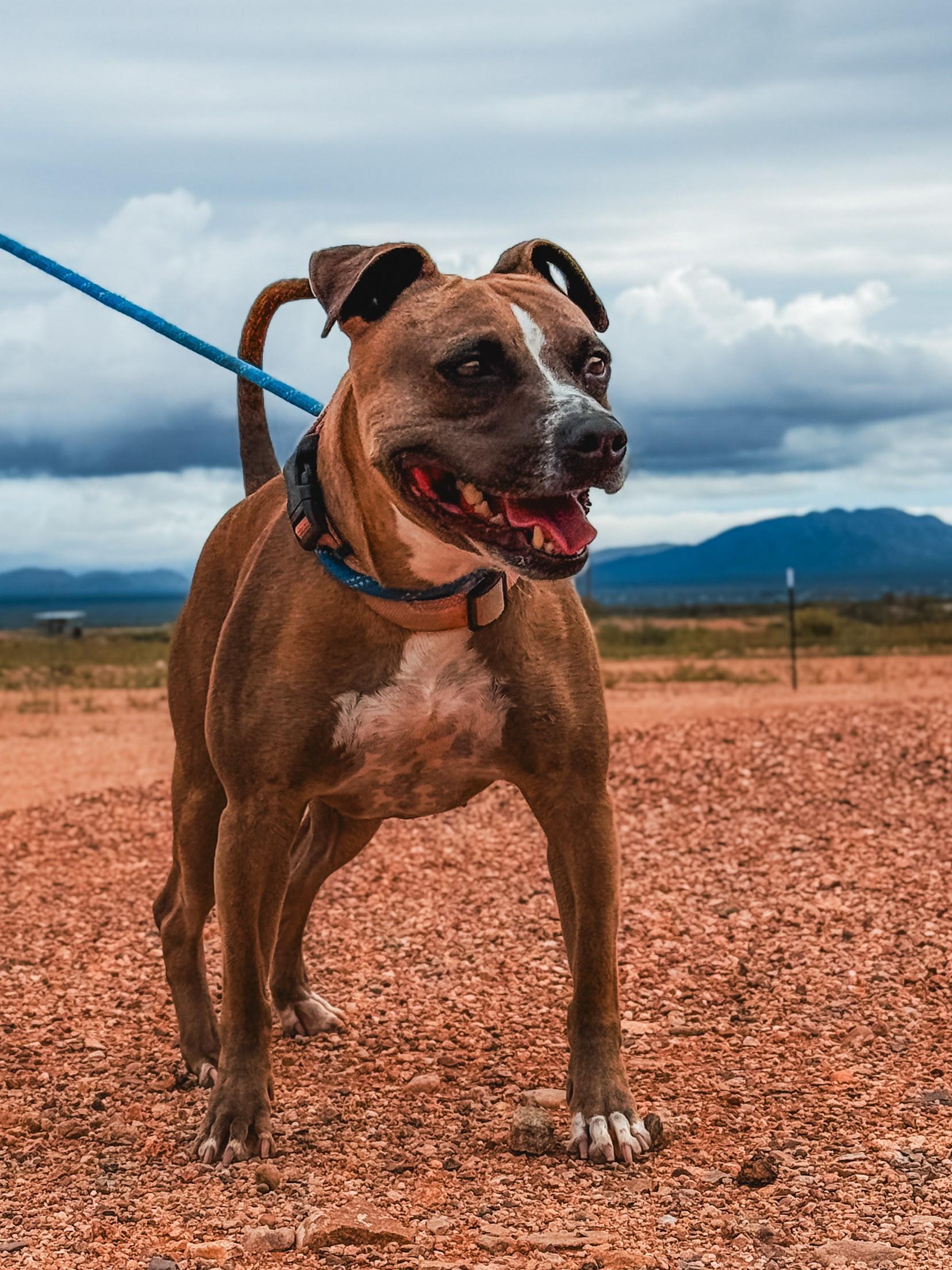 Holly, Adoptable, Adult Female American Bulldog.
