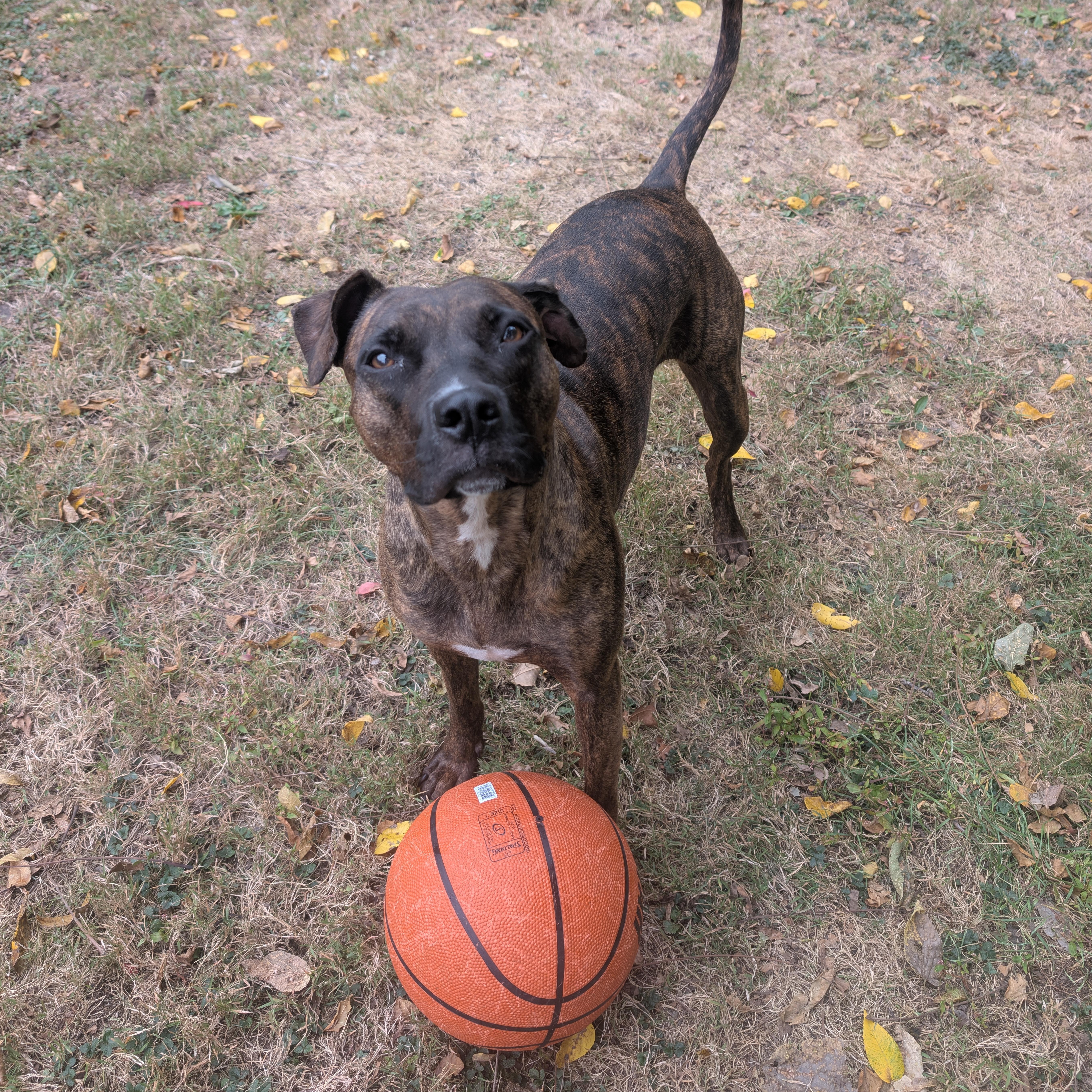Enlarge Nala (in a FOSTER home), a Adoptable mixed breed in Springfield, IL image 1/2