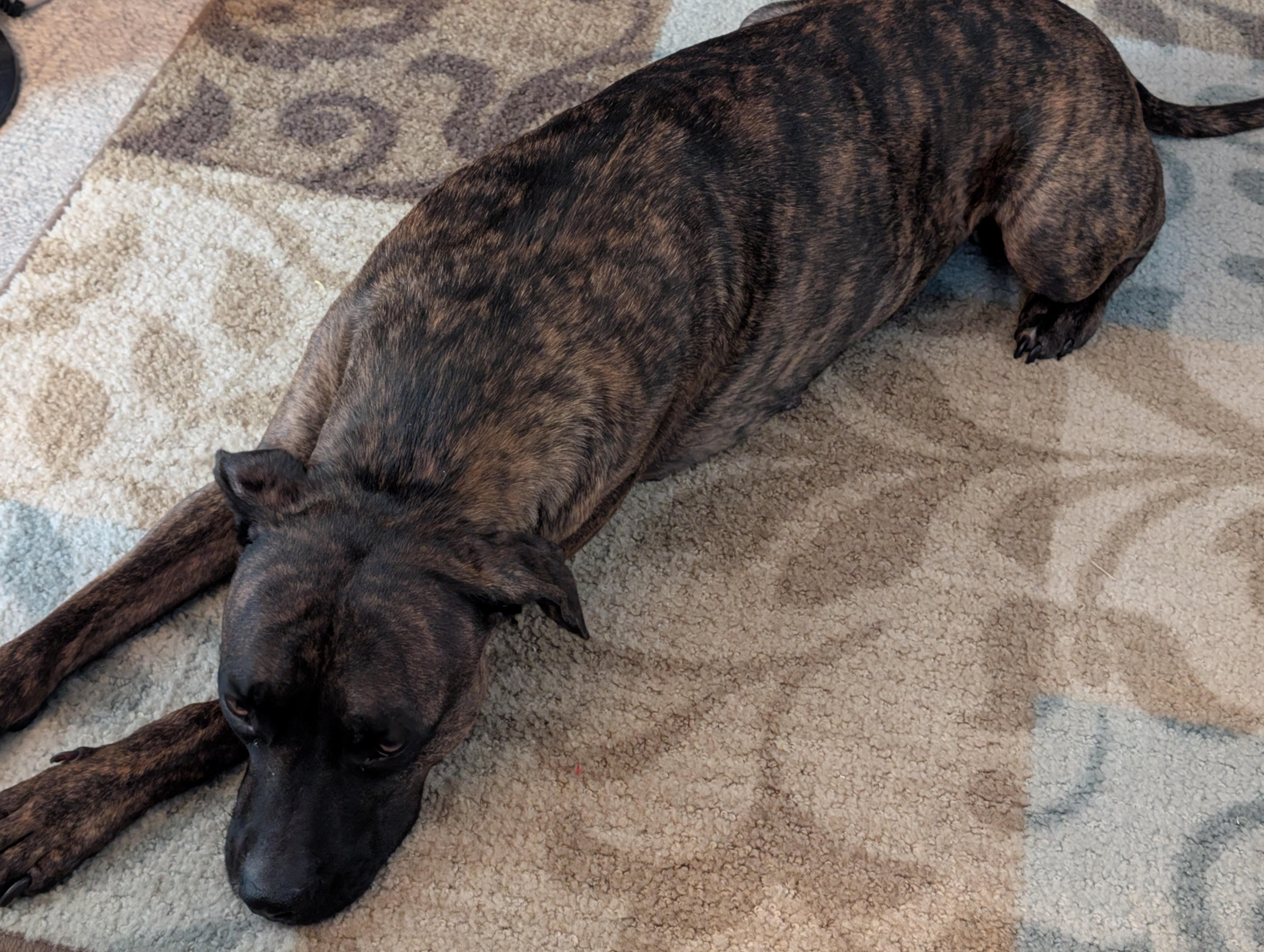 Enlarge Nala (in a FOSTER home), a Adoptable mixed breed in Springfield, IL image 2/2