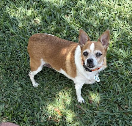 Blanket, a Adoptable mixed breed in Osteen, FL image 1/3