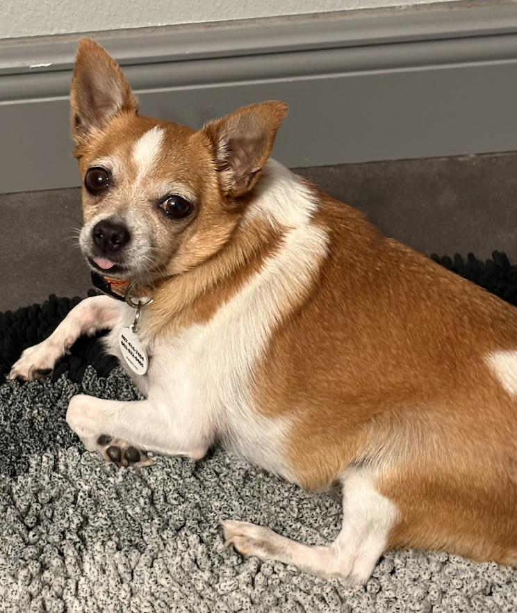 Blanket, a Adoptable mixed breed in Osteen, FL image 3/3