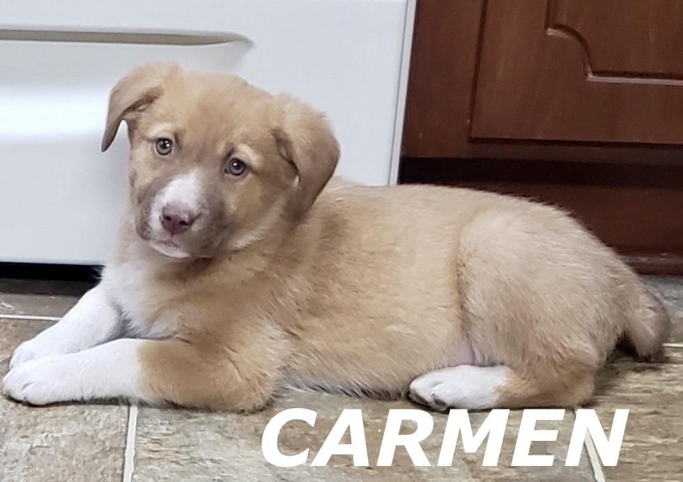 Carmen, adoptable, Puppy Female Labrador Retriever.
