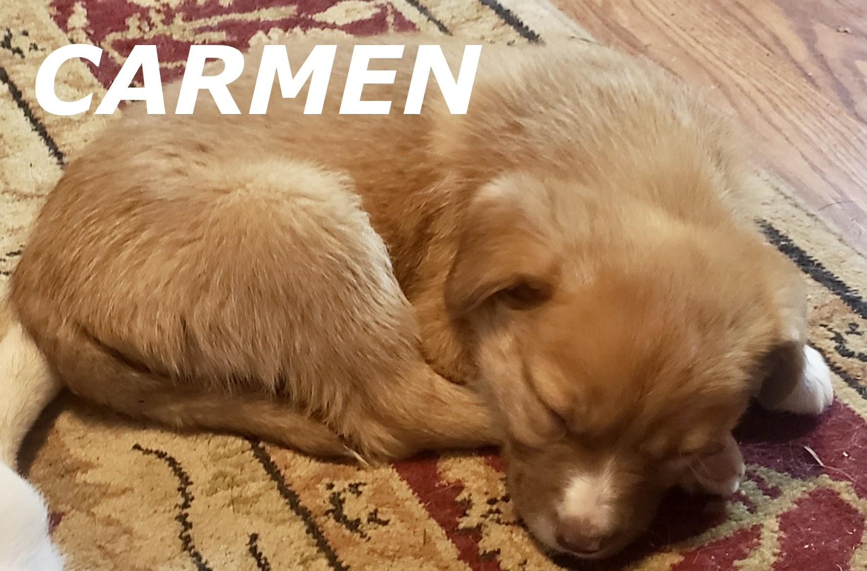 Enlarge Carmen, an adoptable mixed breed in Pembroke, MA image 3/4