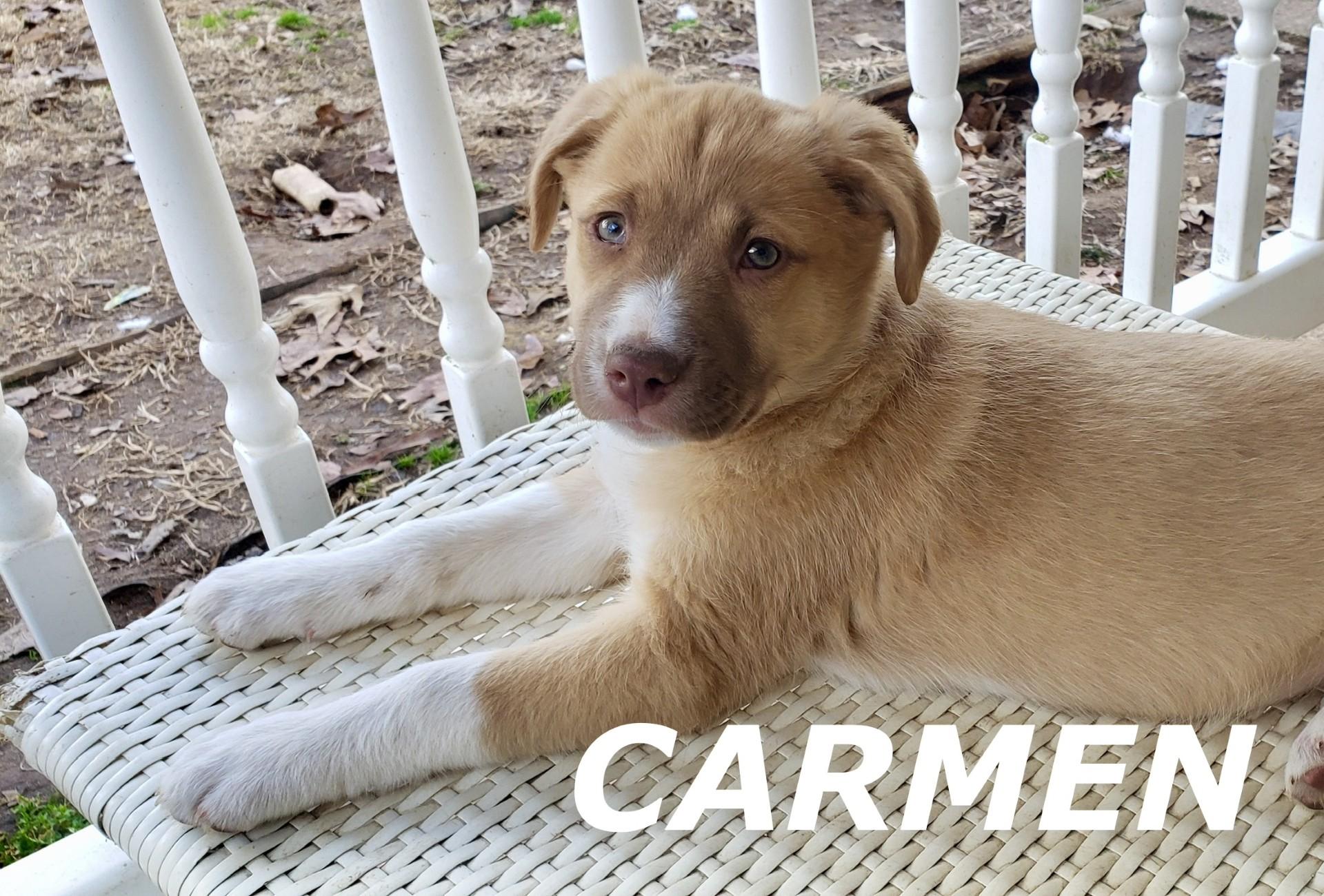 Enlarge Carmen, an adoptable mixed breed in Pembroke, MA image 2/4