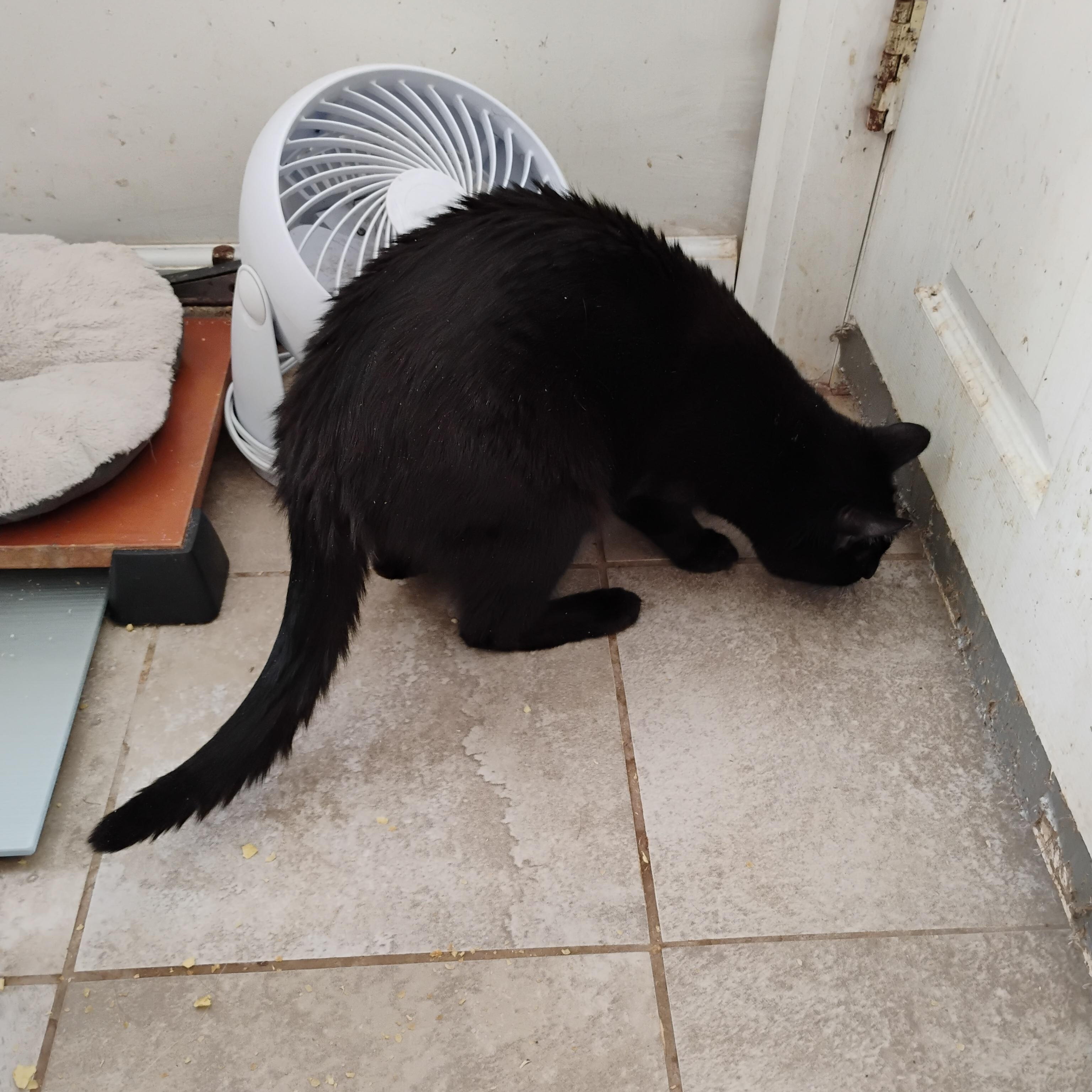 Enlarge Ulysses, a Adopted Domestic Short Hair in Rochester, NY image 2/6