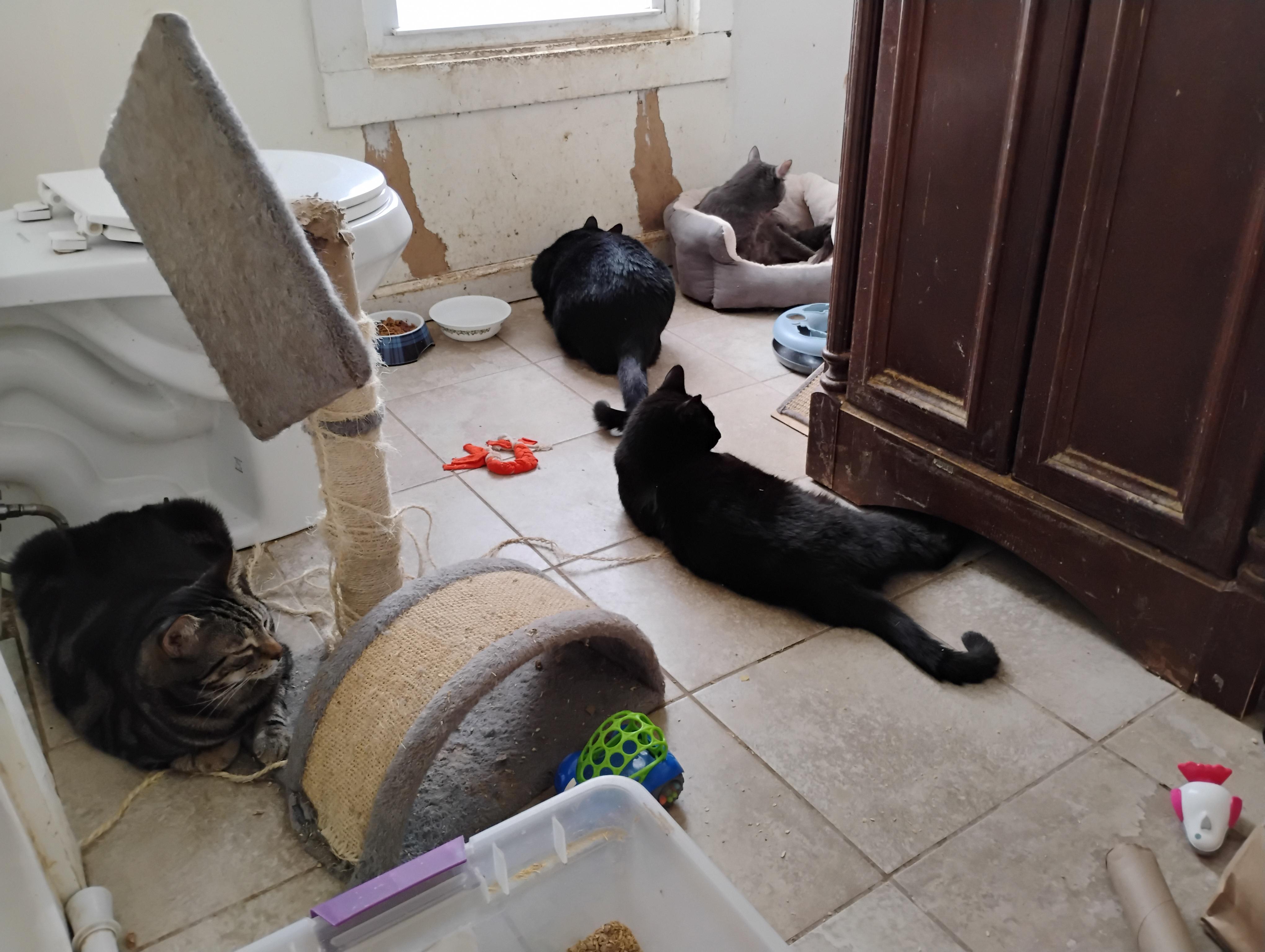 Enlarge Ulysses, a Adopted Domestic Short Hair in Rochester, NY image 3/6