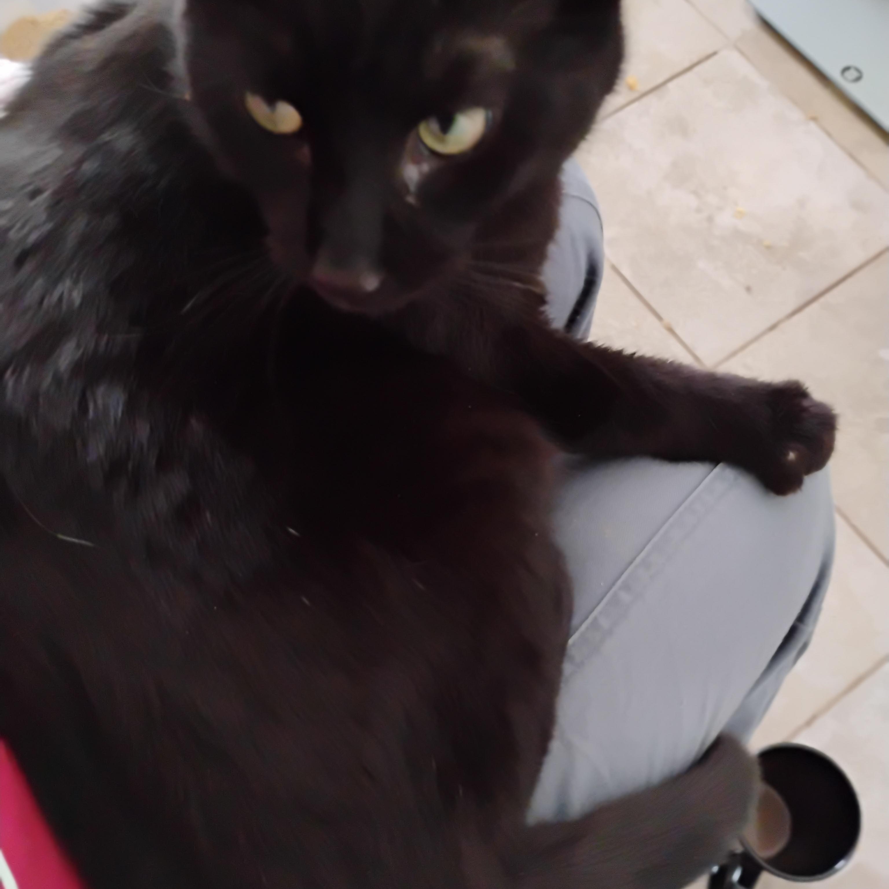 Enlarge Ulysses, a Adopted Domestic Short Hair in Rochester, NY image 4/6