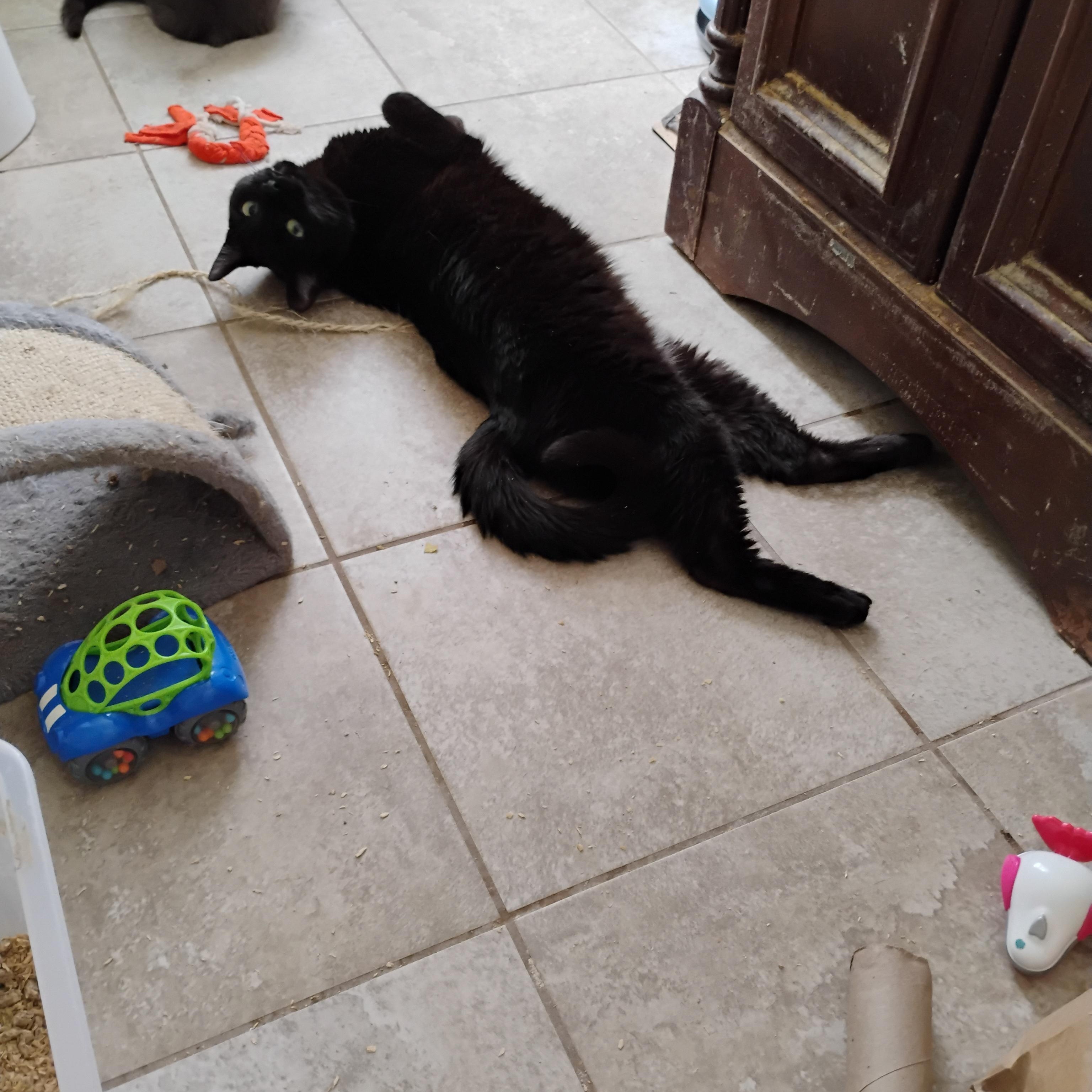 Ulysses, Adopted, Adult Male Domestic Short Hair.