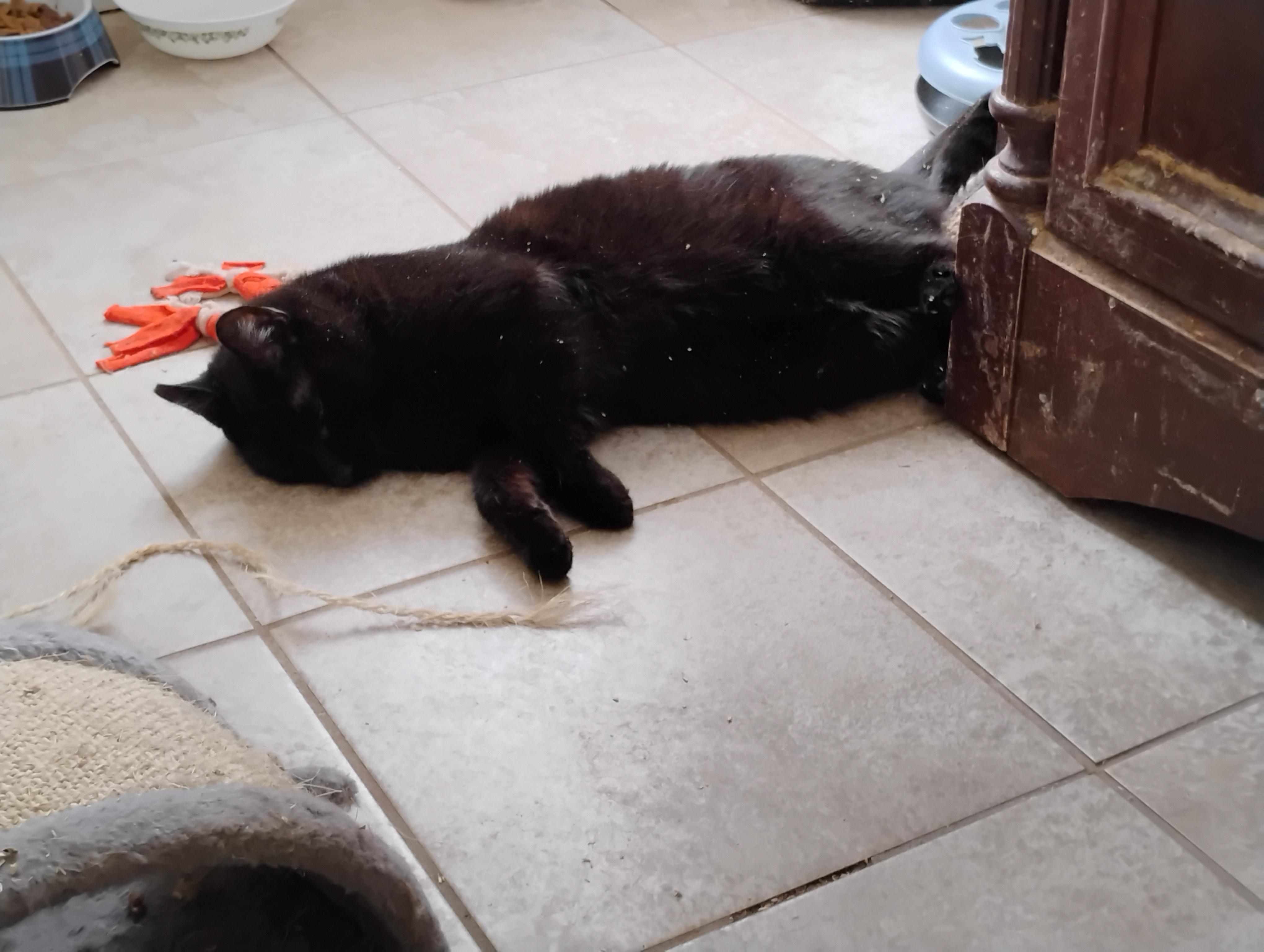 Enlarge Ulysses, a Adopted Domestic Short Hair in Rochester, NY image 5/6