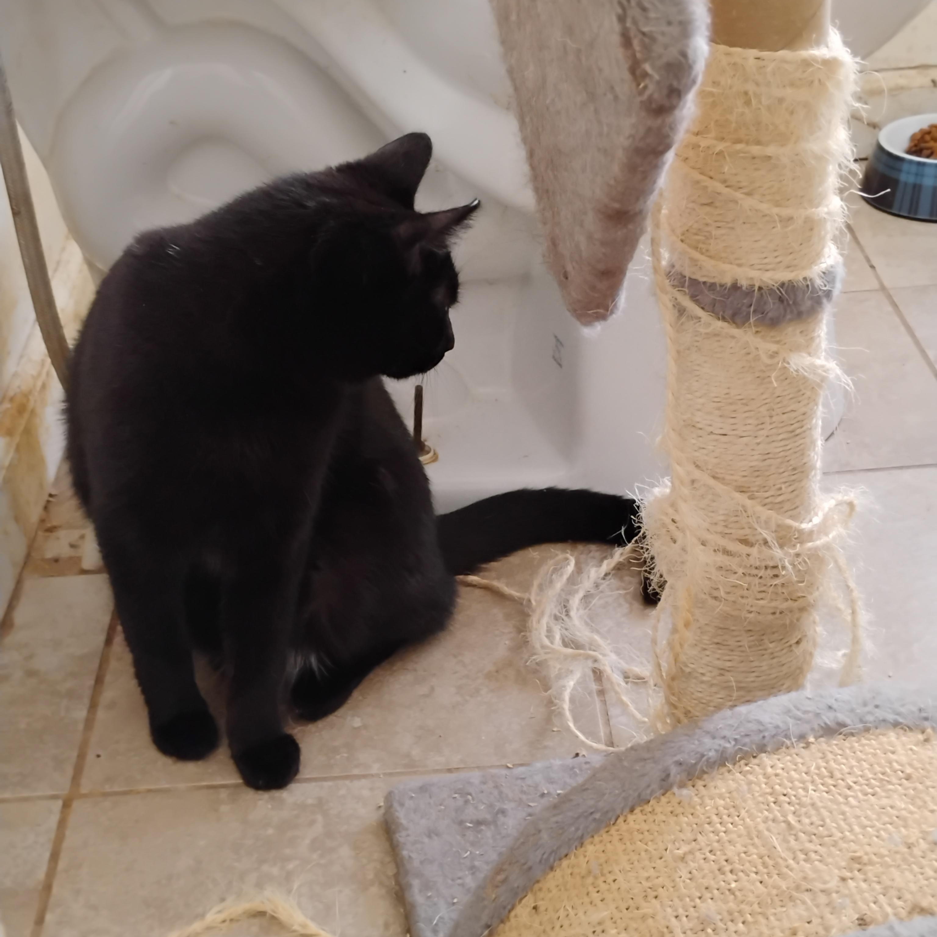 Enlarge Ulysses, a Adopted Domestic Short Hair in Rochester, NY image 6/6