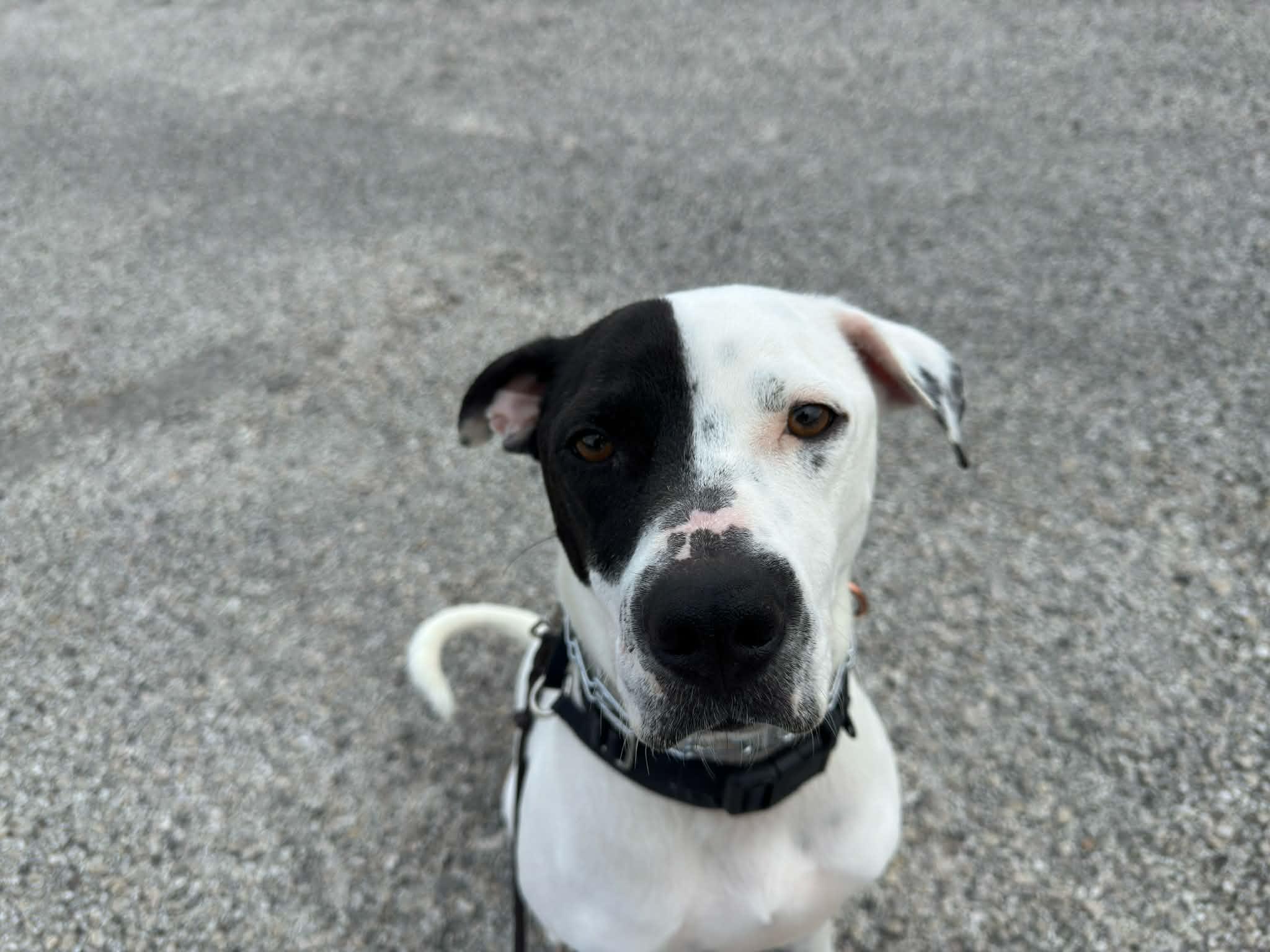 Ezio, an adopted American Staffordshire Terrier in Portland , OR image 3/3