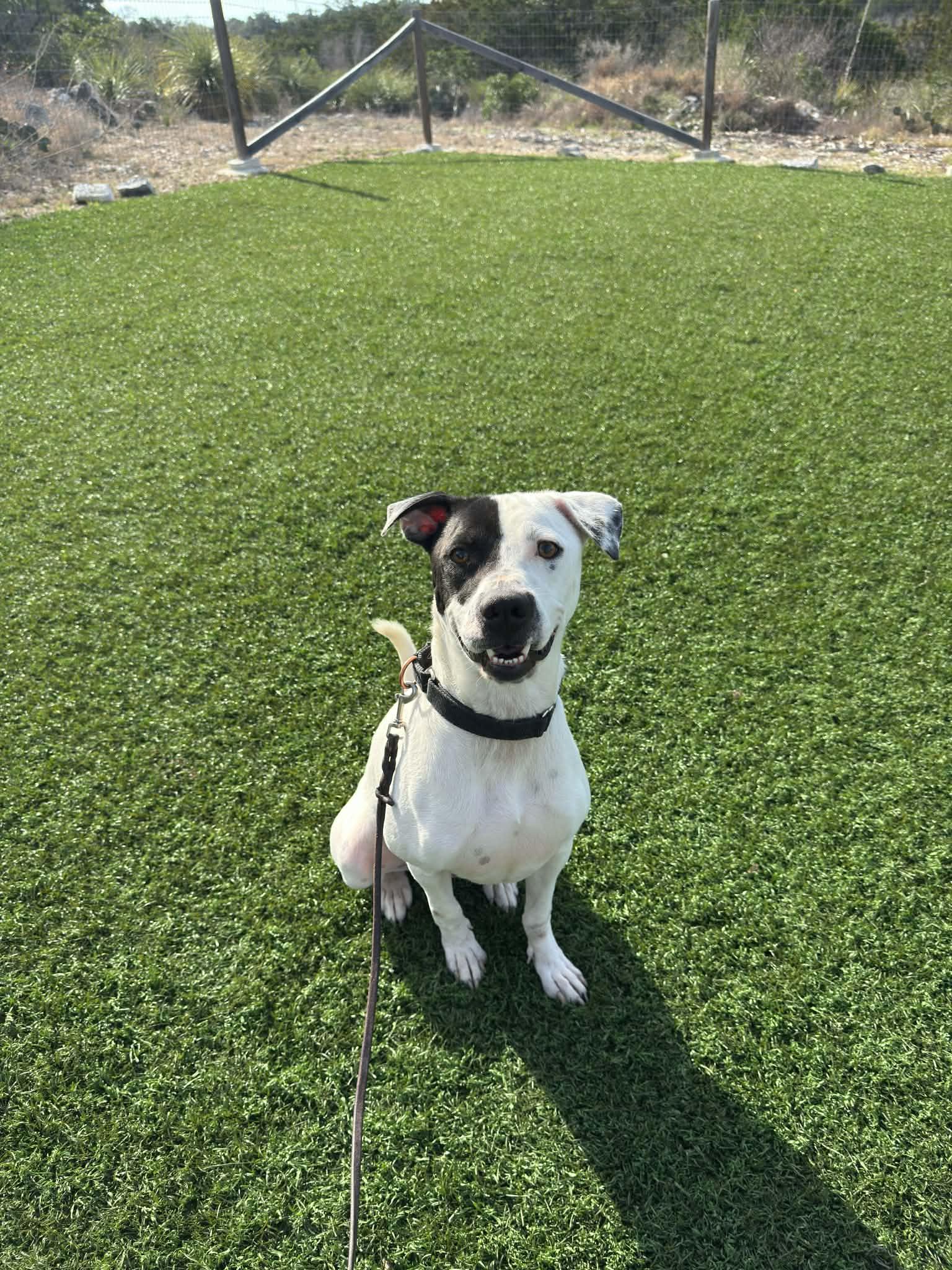 Ezio, adopted, Young Male American Staffordshire Terrier.