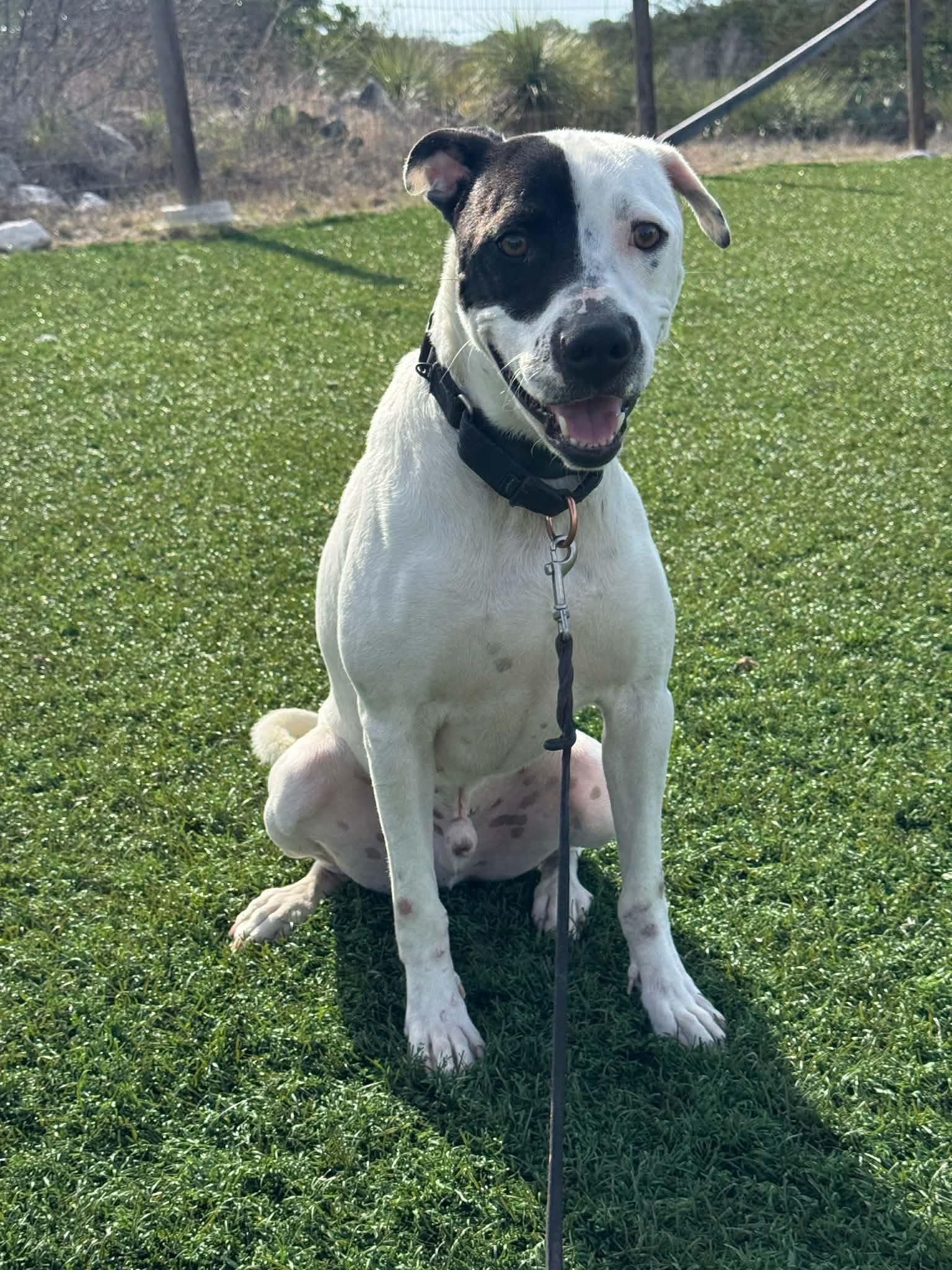 Ezio, an adopted American Staffordshire Terrier in Portland , OR image 2/3