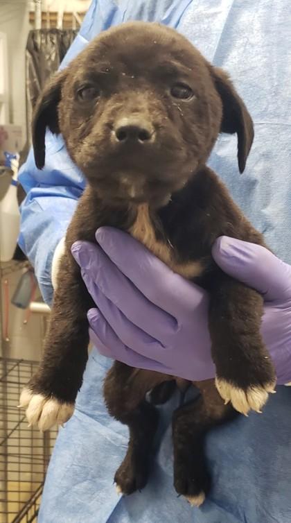 Sean, Adoptable, Puppy Female Pit Bull Terrier & Mixed Breed.