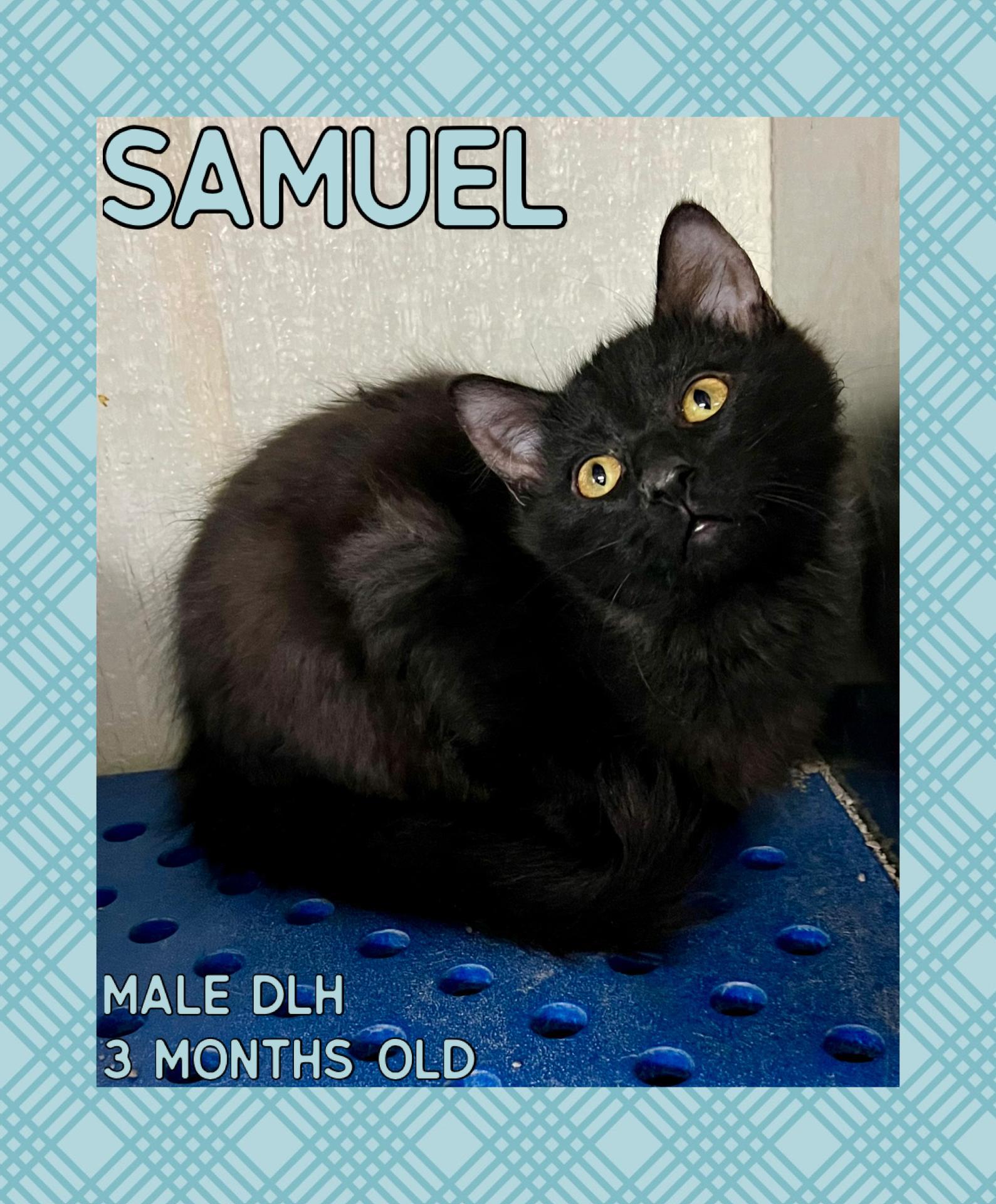 Enlarge Samuel, an adopted mixed breed in Danville, IN image 1/1