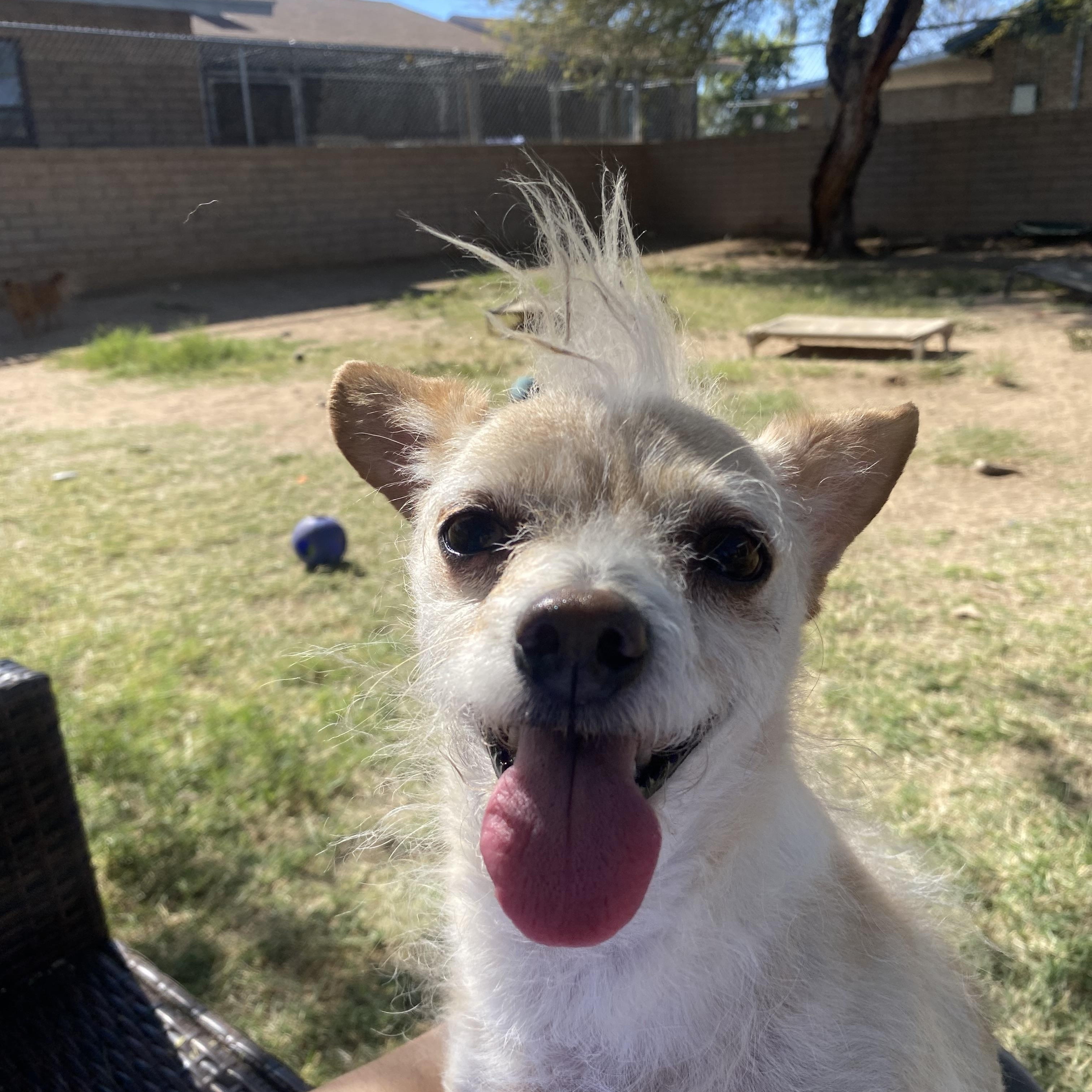 Bixby, a Adoptable mixed breed in Phoenix, AZ image 5/6
