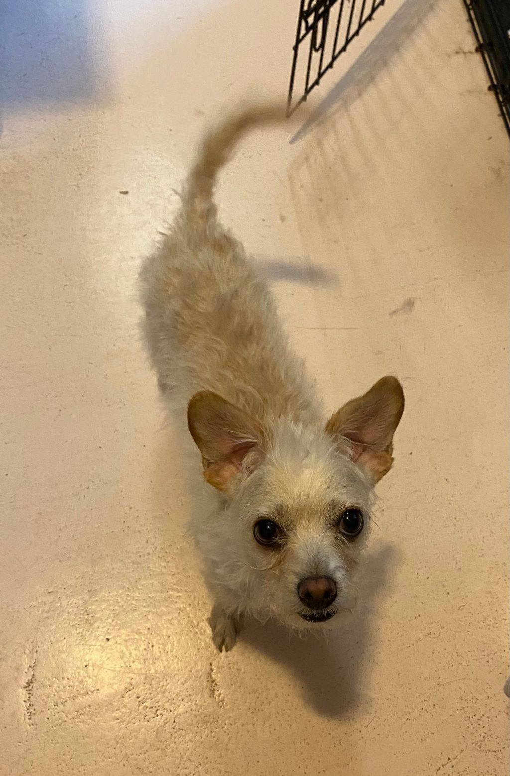 Bixby, a Adoptable mixed breed in Phoenix, AZ image 2/6