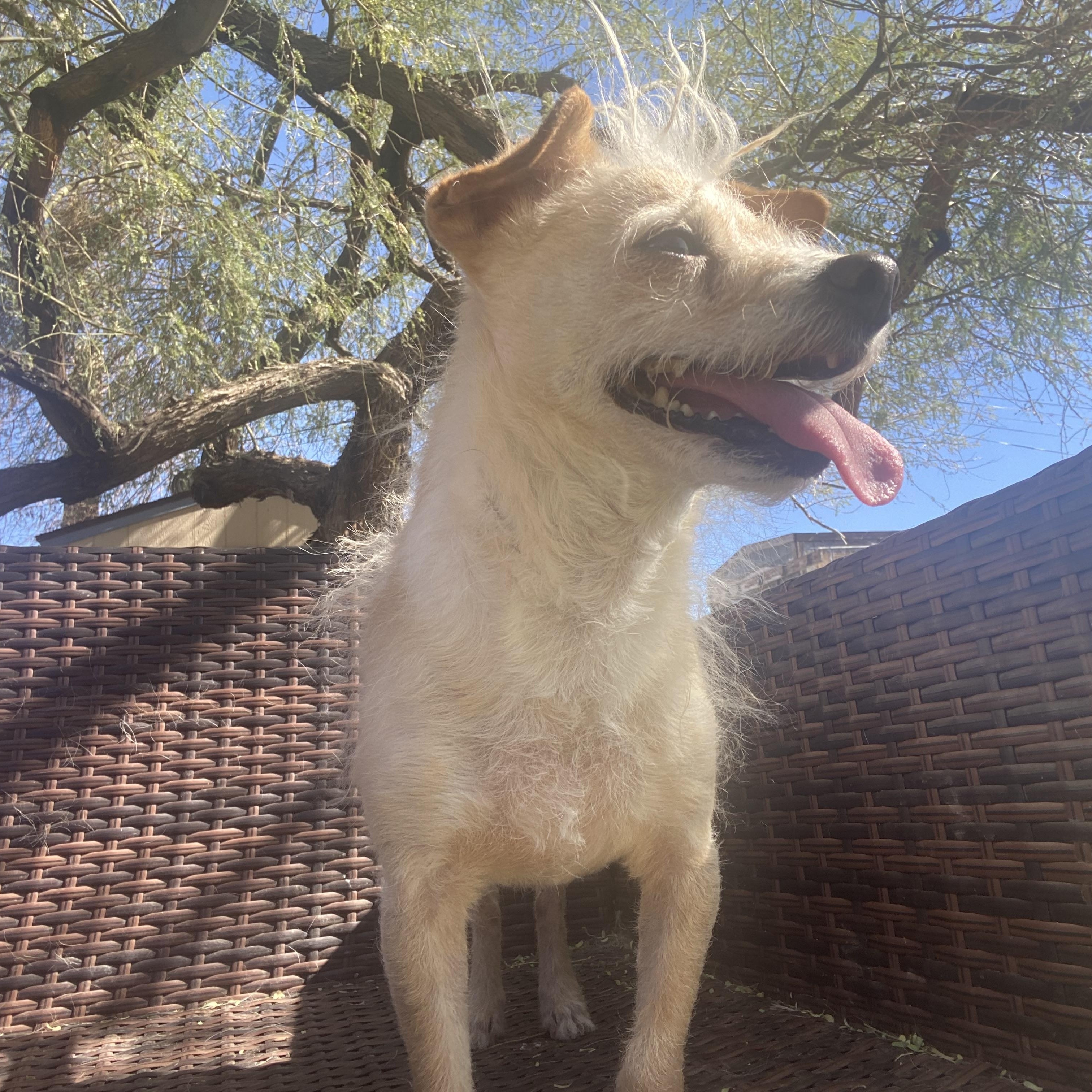 Bixby, a Adoptable mixed breed in Phoenix, AZ image 6/6
