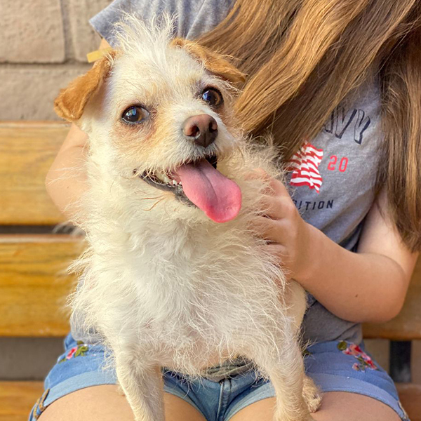 Bixby, Adoptable, Adult Male Terrier & Yorkshire Terrier.