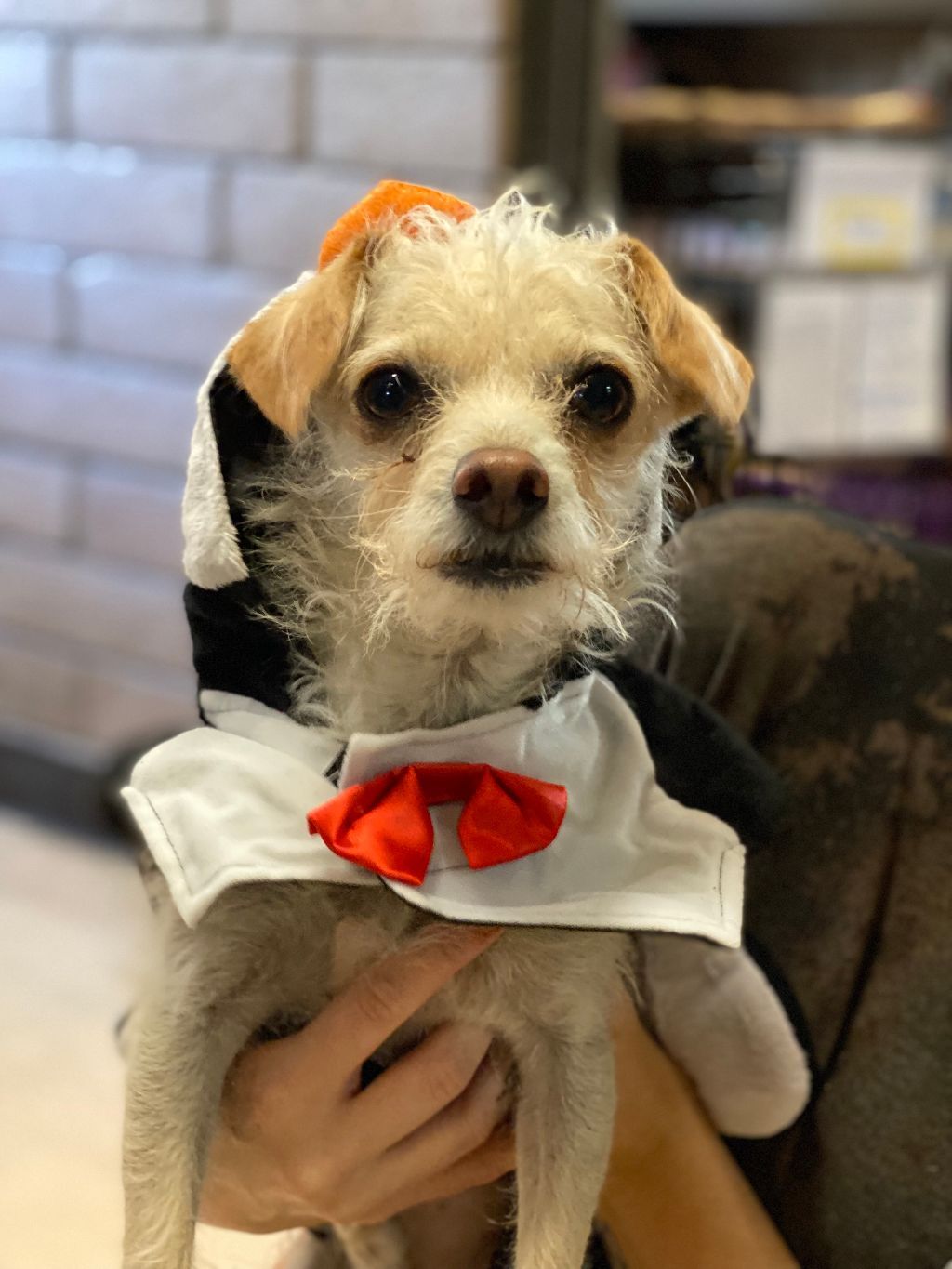 Bixby, a Adoptable mixed breed in Phoenix, AZ image 3/6