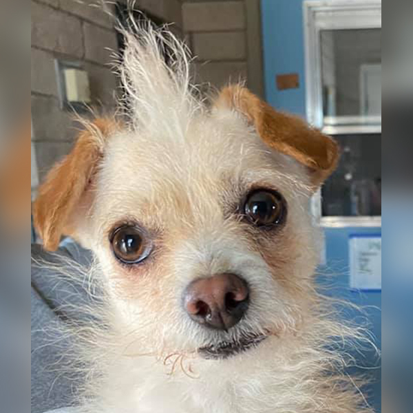 Bixby, a Adoptable mixed breed in Phoenix, AZ image 4/6