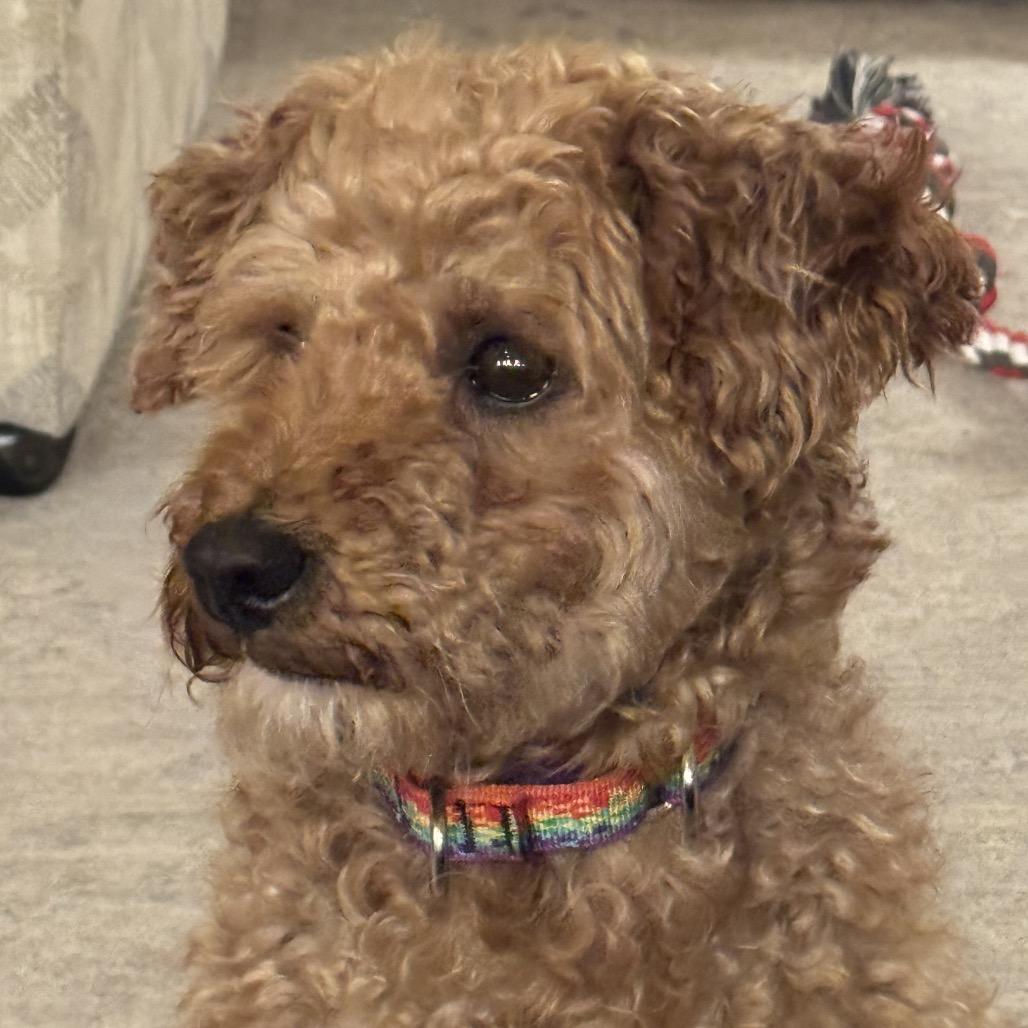 Enlarge Rex, a Adoptable Miniature Poodle in Sinking Spring, PA image 1/5